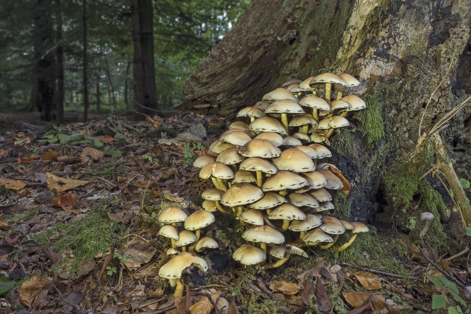 Olympus OM-D E-M5 II + Olympus M.Zuiko Digital ED 12-40mm F2.8 Pro sample photo. Mushrooms, sulphur heads, mushroom photography
