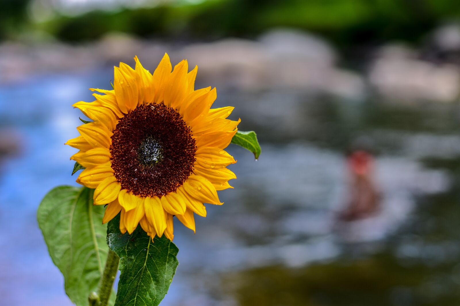 Nikon D3400 sample photo. Sunflower, flower, nature photography