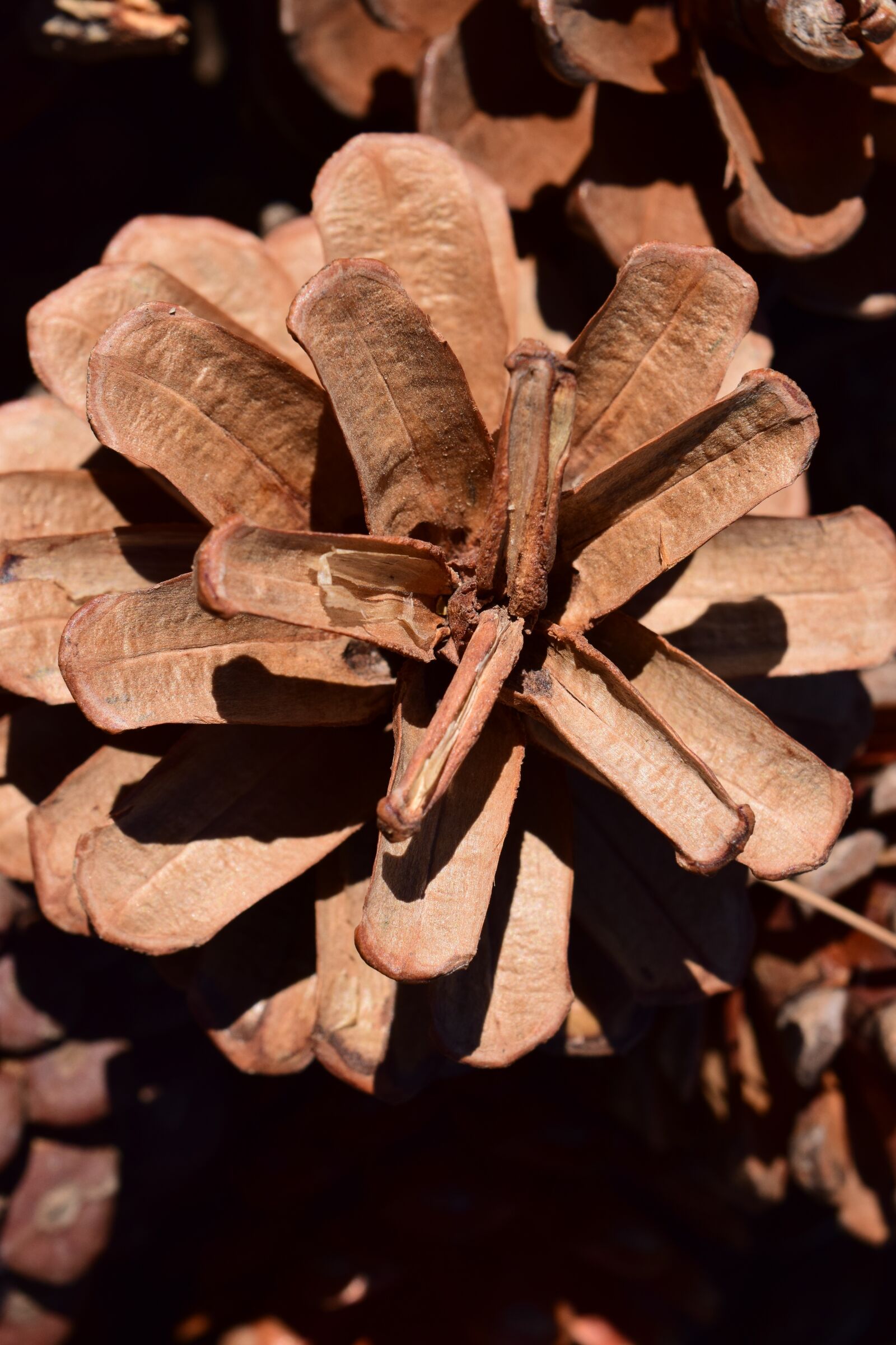 Nikon D3300 sample photo. Tap, pine cones, nature photography