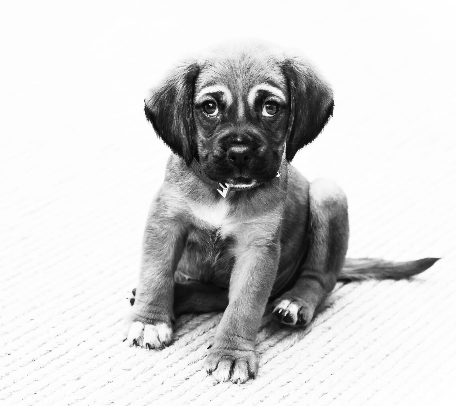 Canon EF 50mm F1.4 USM sample photo. Puppy, dog, animal photography