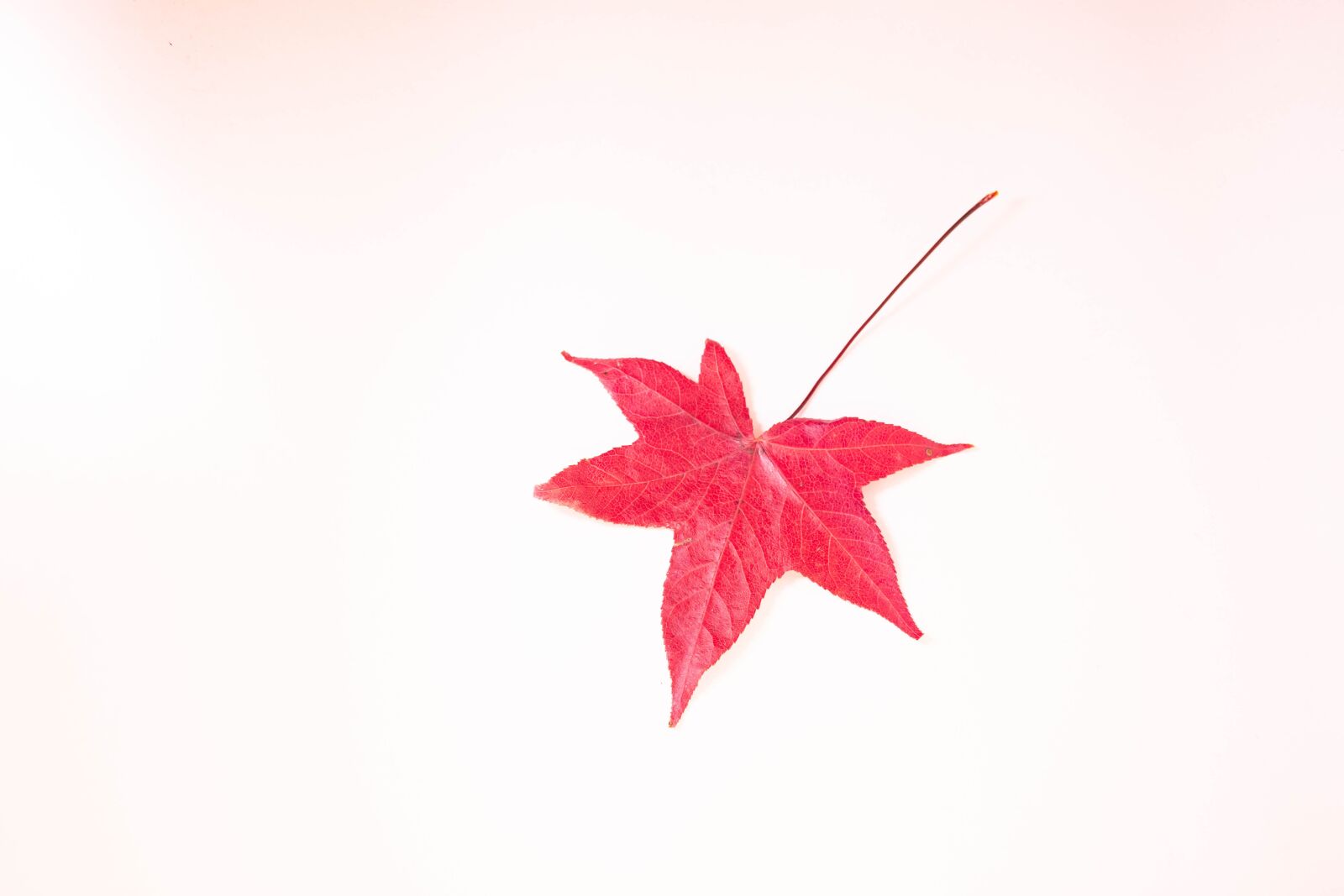 Nikon D7200 sample photo. Leaves, colorful, autumn photography