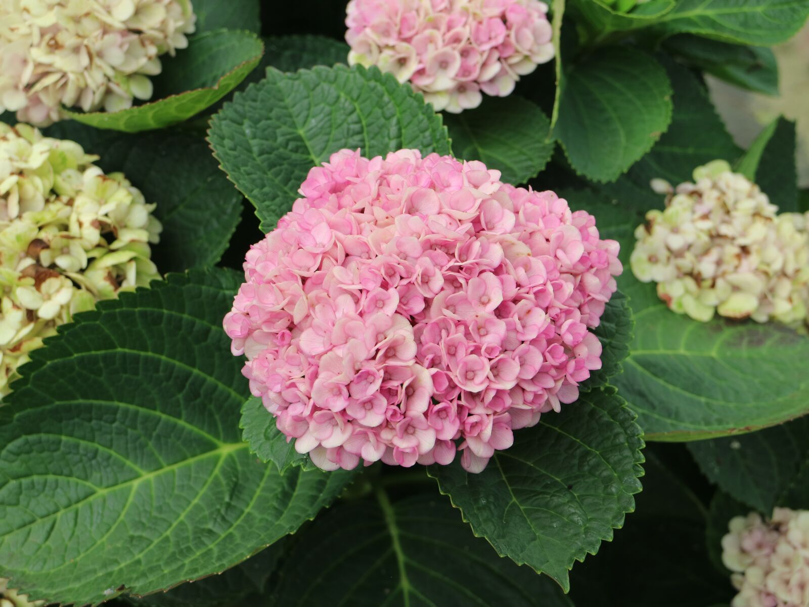Canon EOS M3 sample photo. Jeju island, hydrangea, pink photography