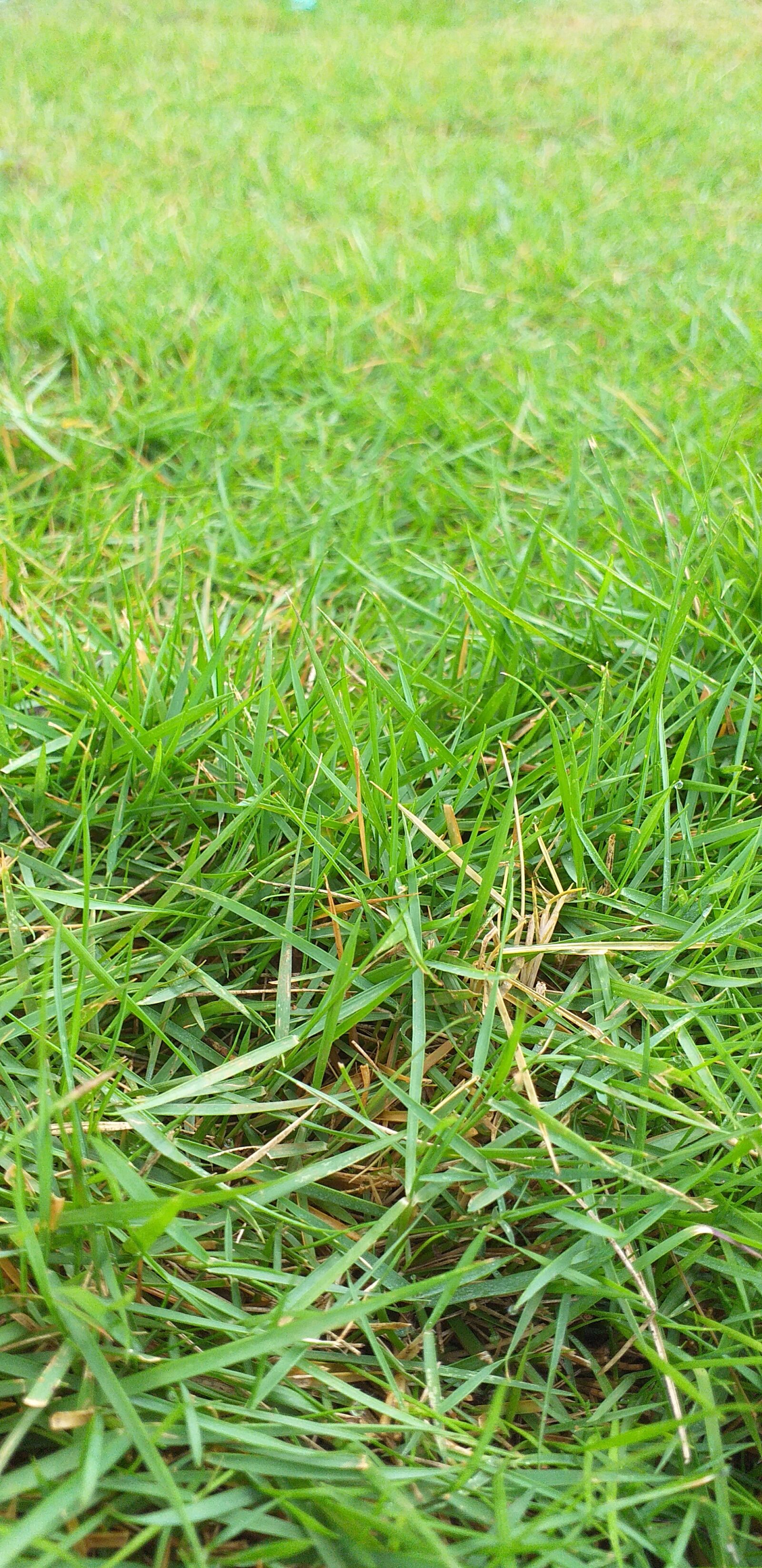 Samsung Galaxy J6+ sample photo. Grass, nature, naturelove photography