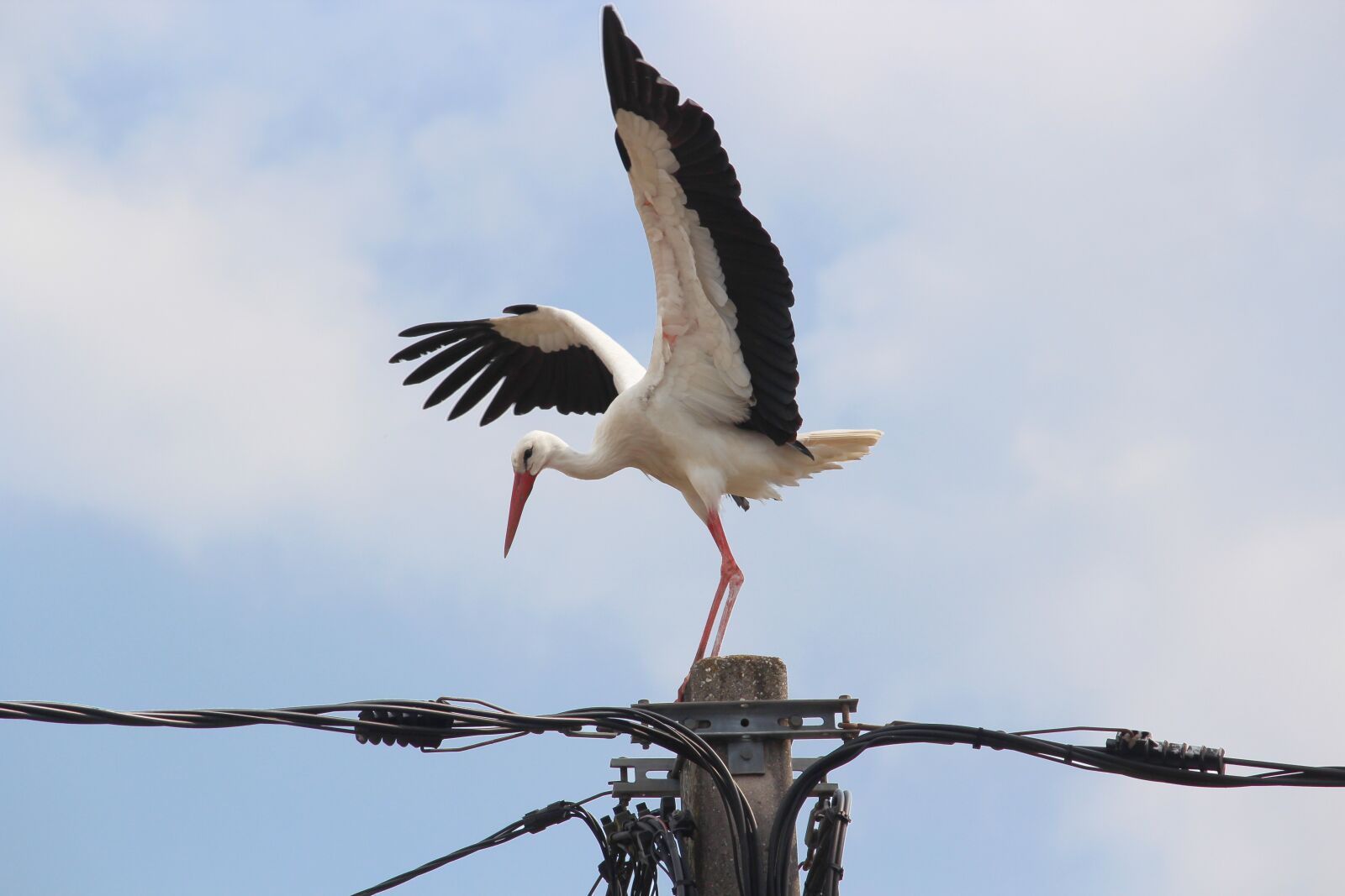Canon EOS 600D (Rebel EOS T3i / EOS Kiss X5) sample photo. Stork, bird, wings photography