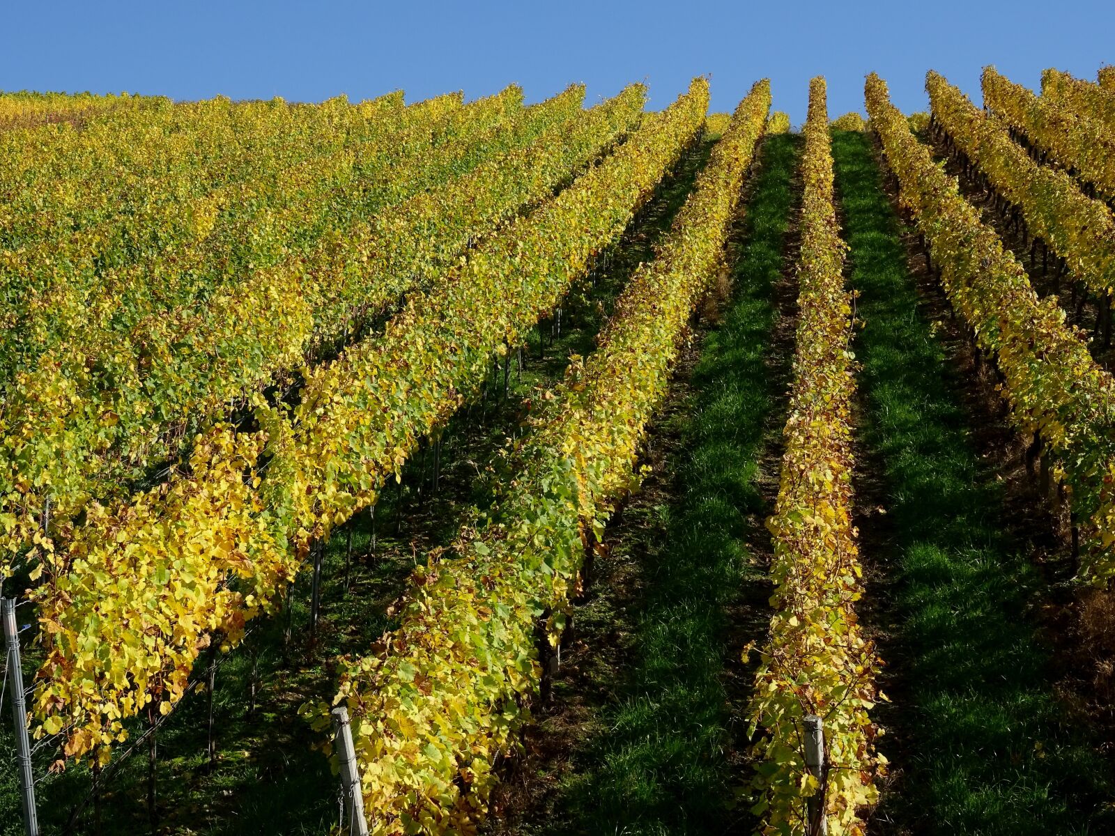 Sony DSC-HX60 sample photo. Vineyard, vines, winegrowing photography