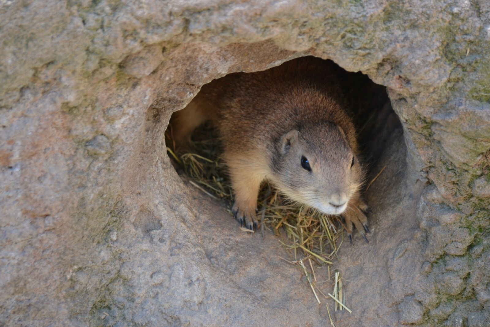 Nikon D3100 sample photo. Meerkat, vigilant, animal photography