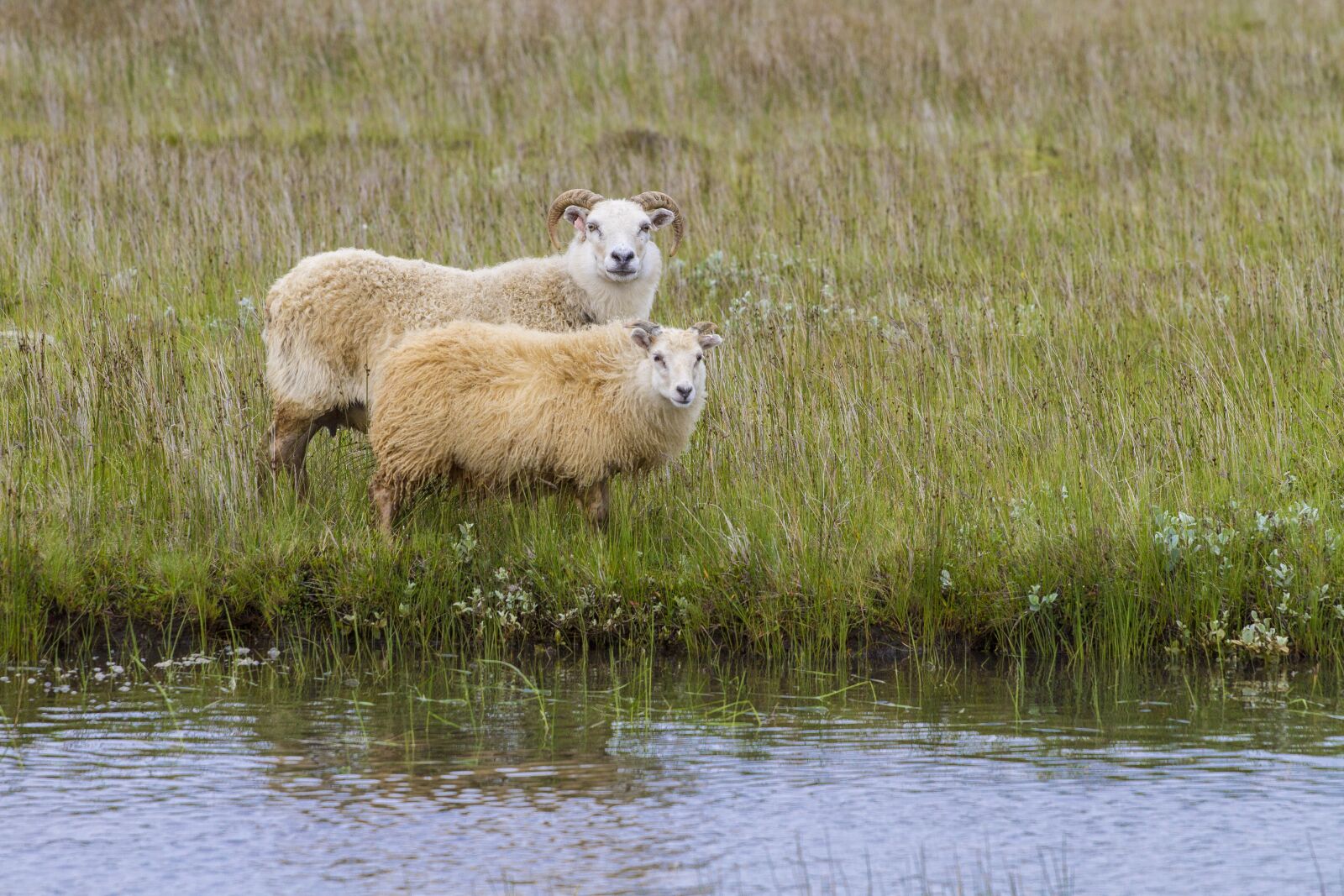 Canon EOS 7D + Canon EF 70-200mm F4L USM sample photo. Iceland, sheep, wool photography