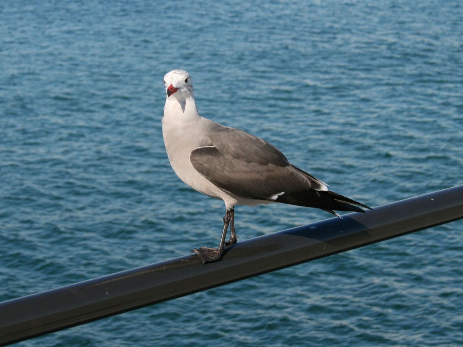 Canon EOS 400D (EOS Digital Rebel XTi / EOS Kiss Digital X) sample photo. Seagull, bird, nature photography