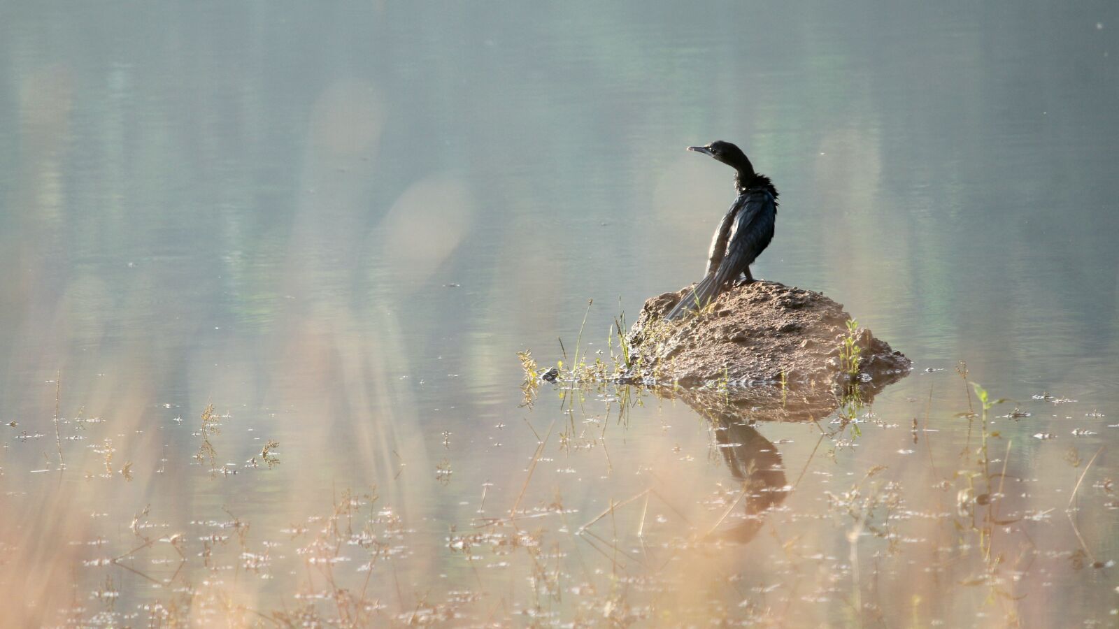 Canon EOS 1300D (EOS Rebel T6 / EOS Kiss X80) sample photo. India, kerala, little cormorant photography