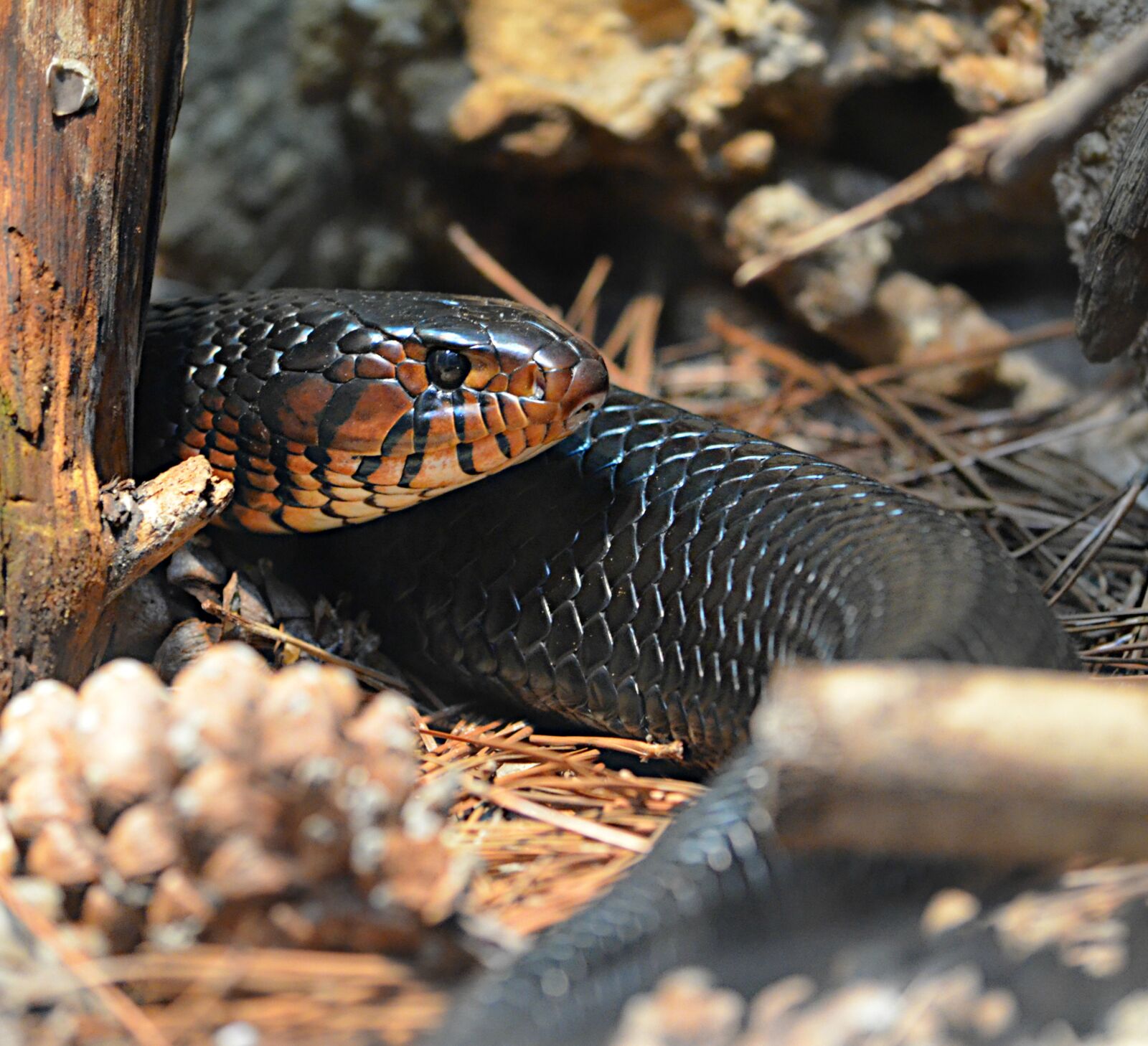 Nikon D5100 sample photo. Snake, reptile, animal photography