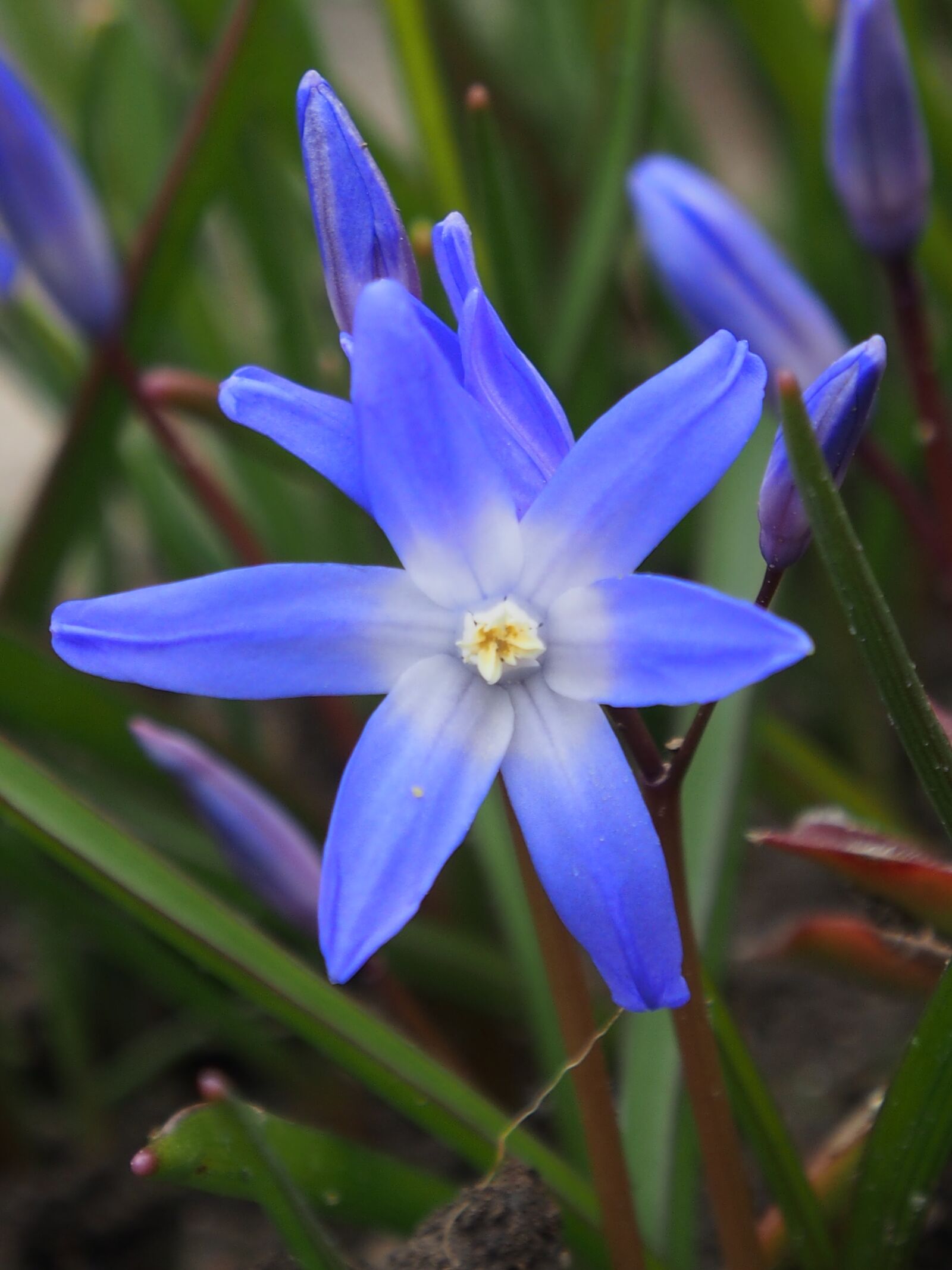 OLYMPUS M.12-50mm F3.5-6.3 sample photo. Starflower, blue, spring photography