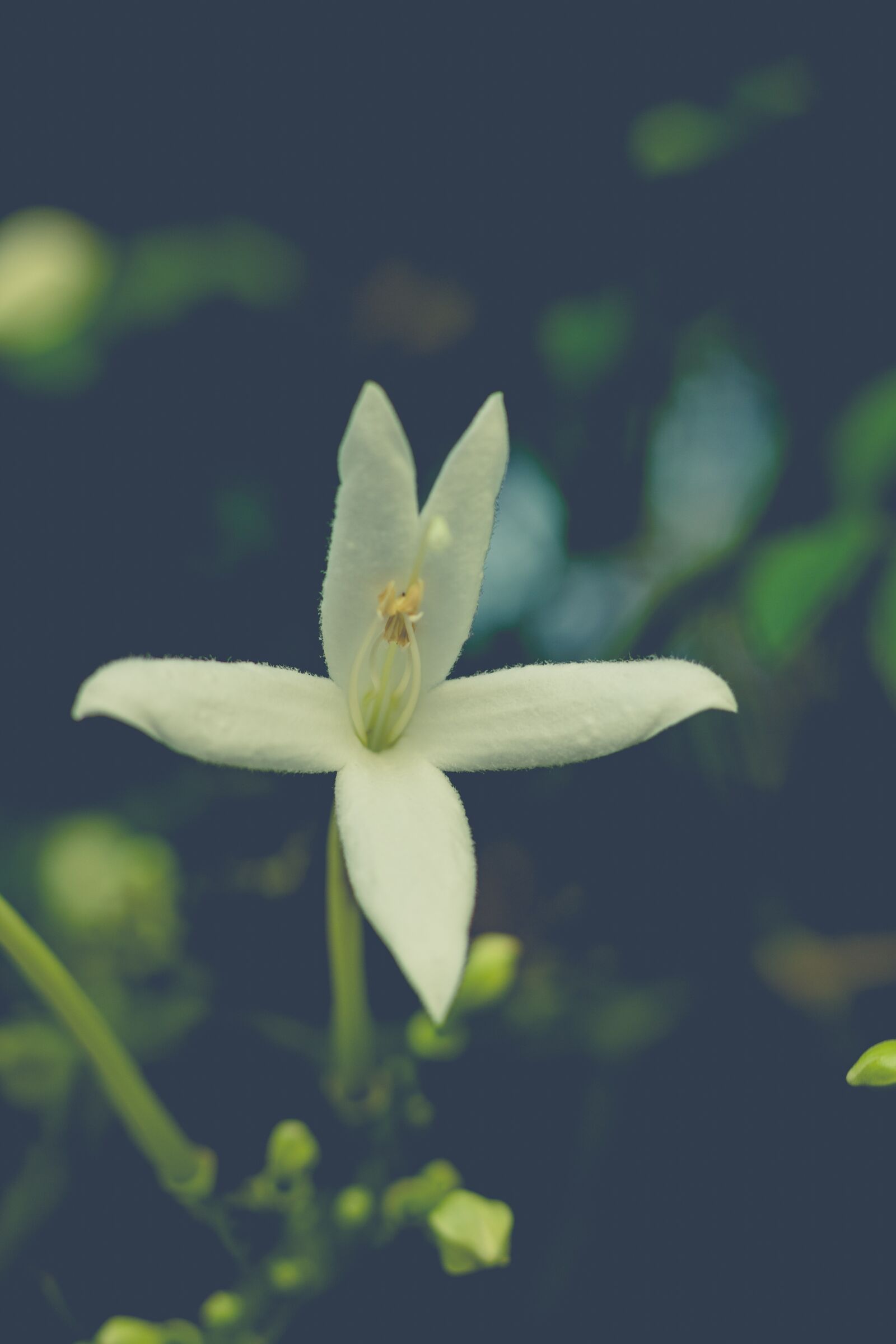 Canon EOS 700D (EOS Rebel T5i / EOS Kiss X7i) + Canon EF 50mm F1.8 STM sample photo. Flower, green, flowers photography