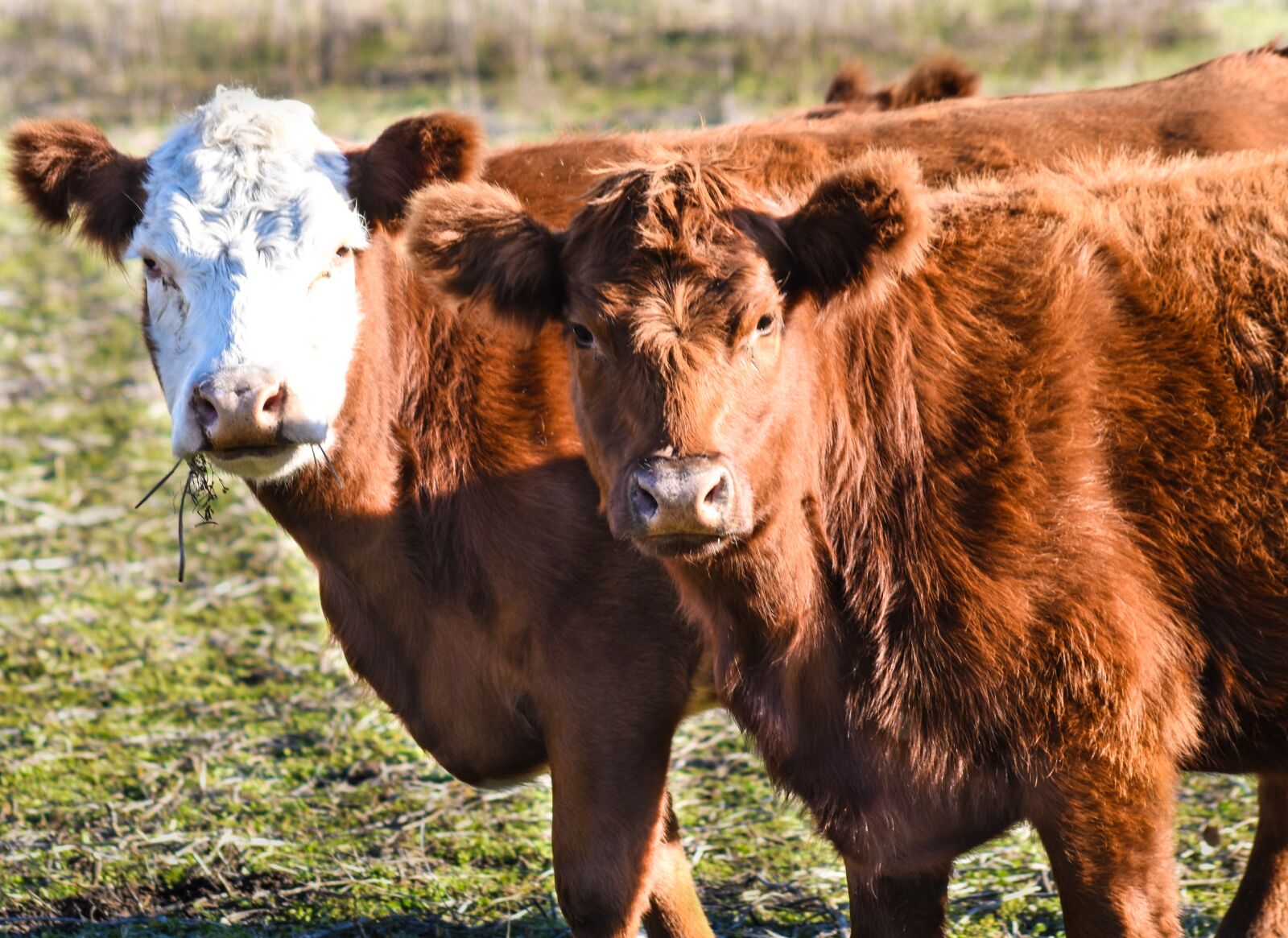 Nikon D5500 sample photo. Bovine, animal, animal husbandry photography