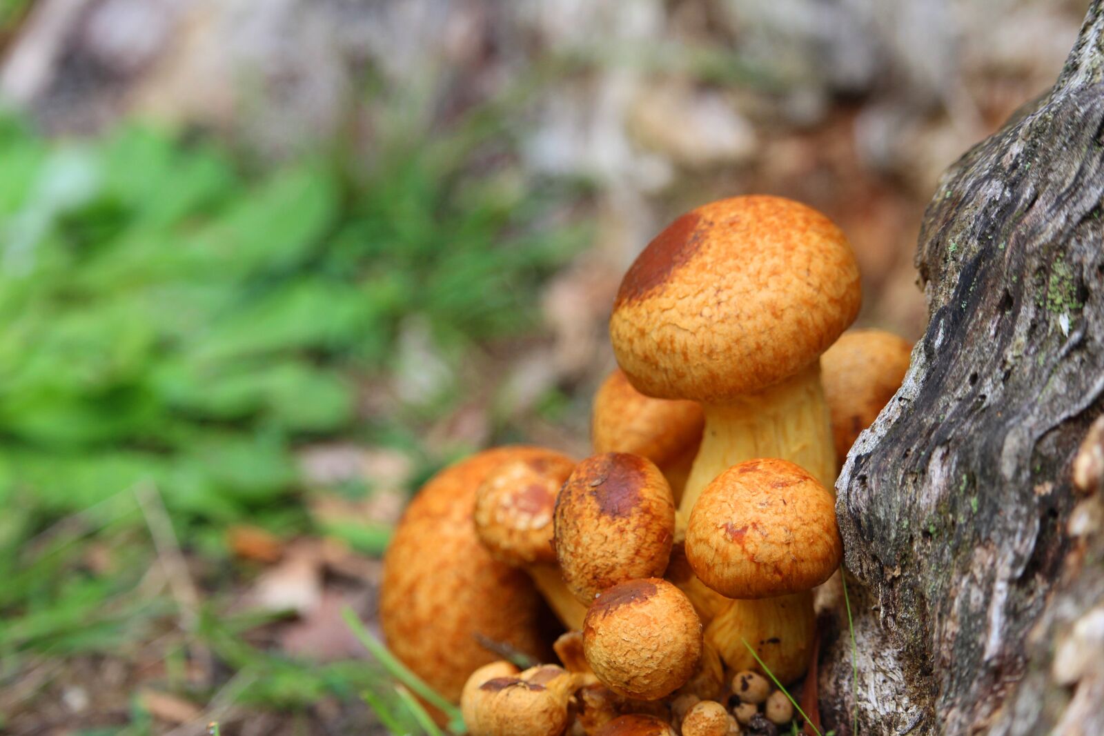 Canon EF-S 55-250mm F4-5.6 IS STM sample photo. Mushrooms, toadstools, orange photography