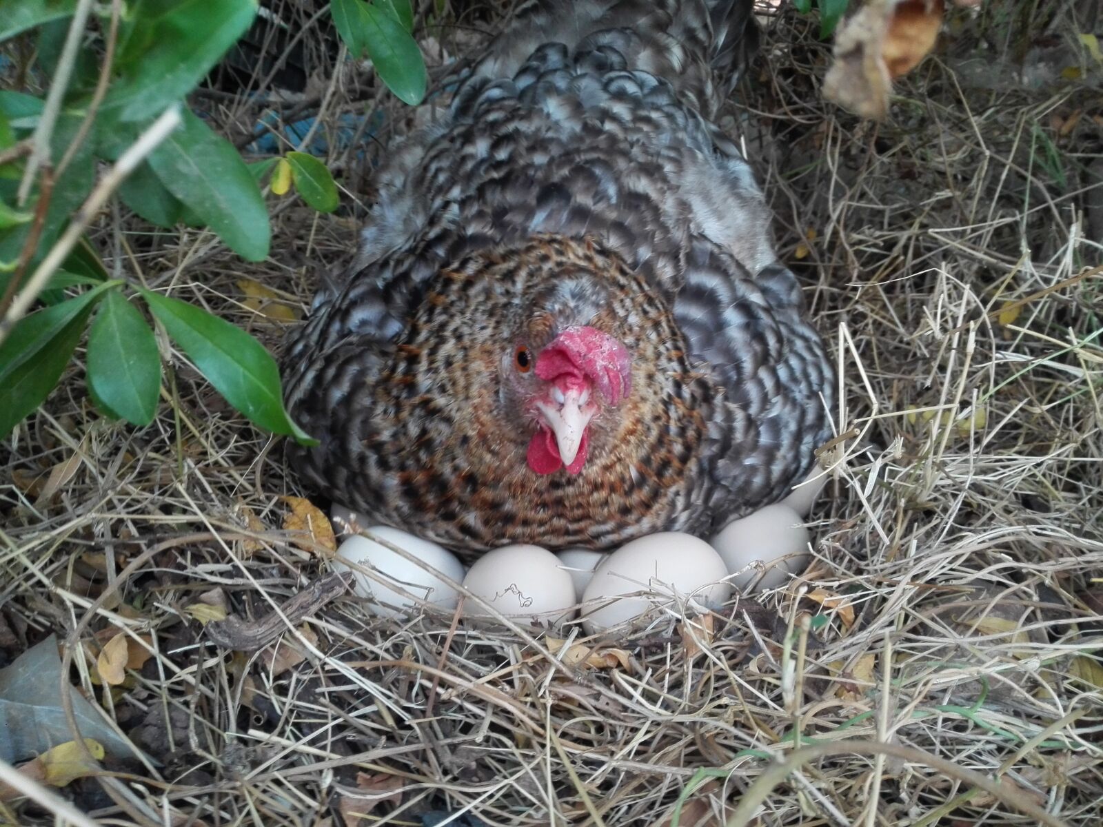 HUAWEI P7-L10 sample photo. Chicken, animal, eggs photography