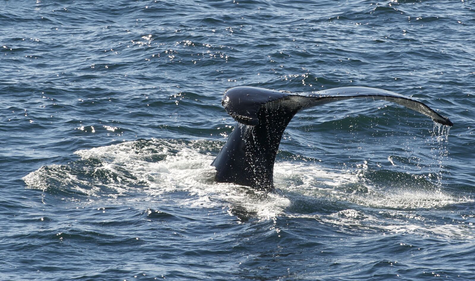 Nikon D3S sample photo. Whale, marine life, south photography