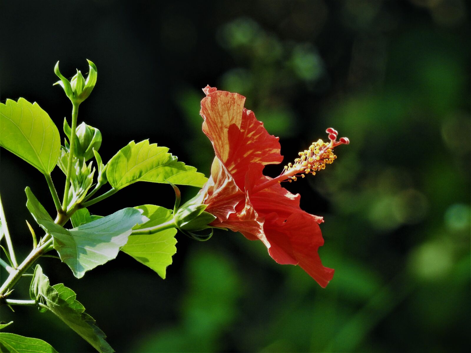 Nikon Coolpix P900 sample photo. Hibiscus, bougainvillea, flower photography