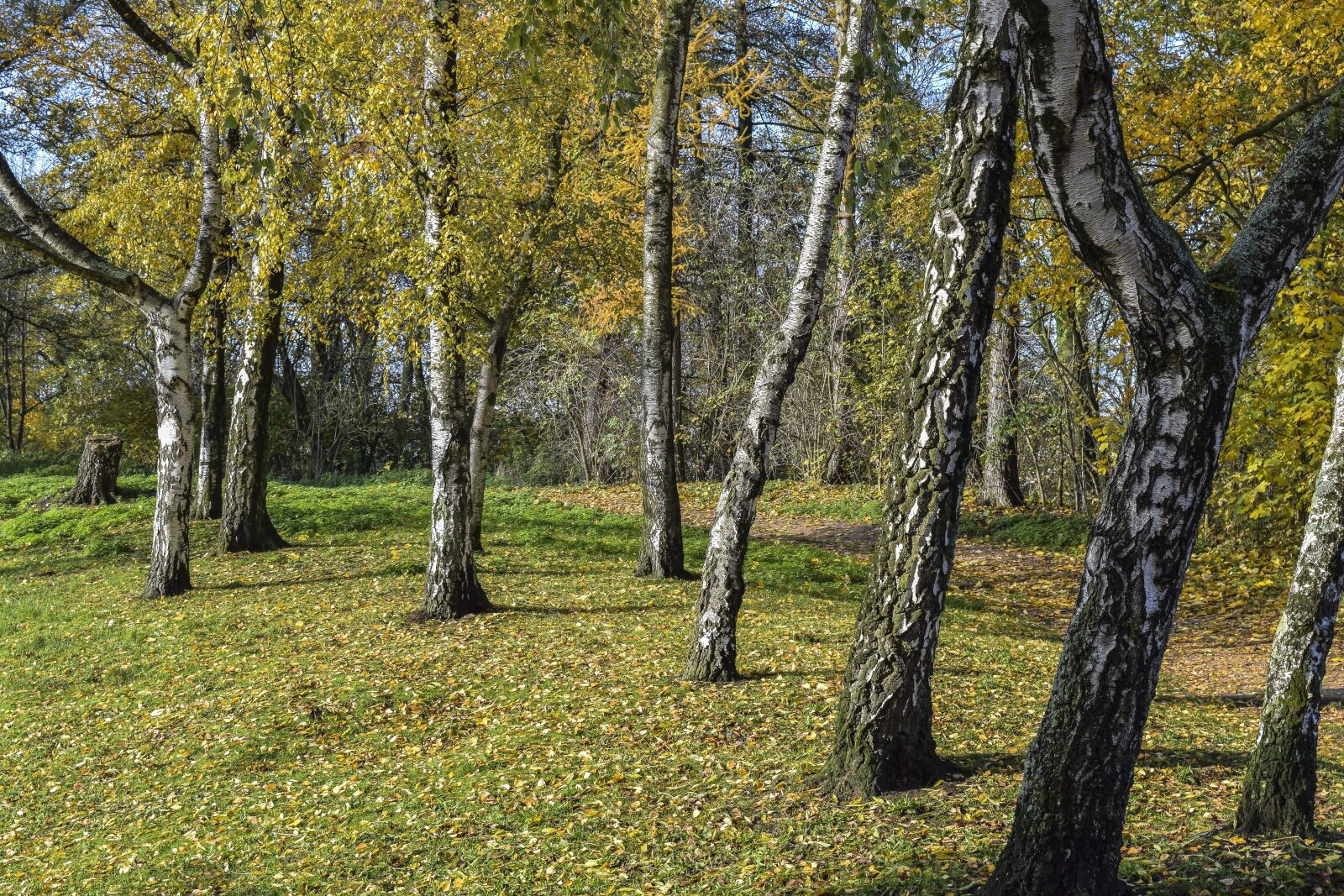 Nikon D3300 sample photo. Forest, nature, autumn photography