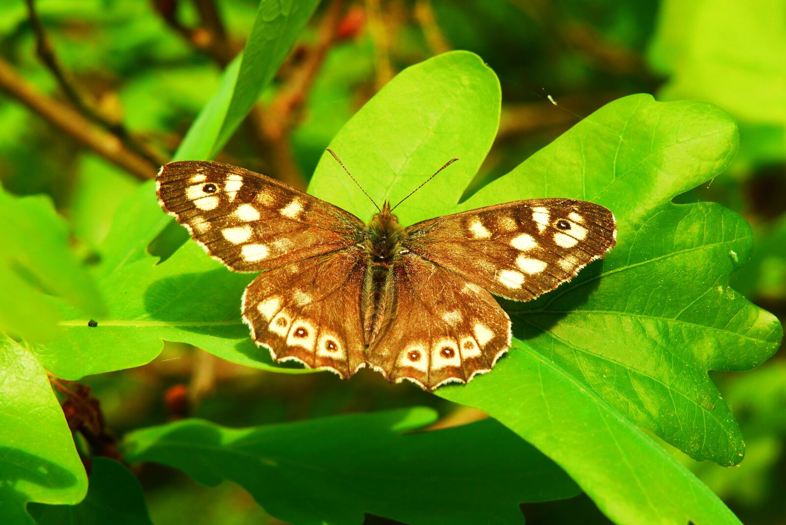 Panasonic Lumix DMC-FZ200 sample photo. Butterfly day, nature, insect photography