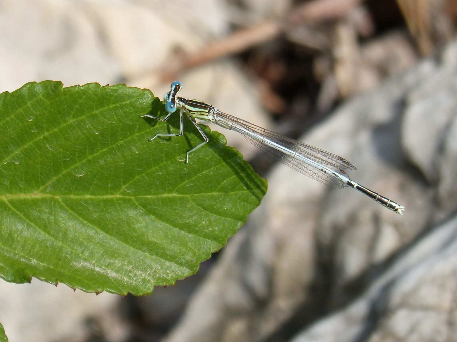 Panasonic DMC-FZ62 sample photo. Dragonfly, damselfly, leaf photography