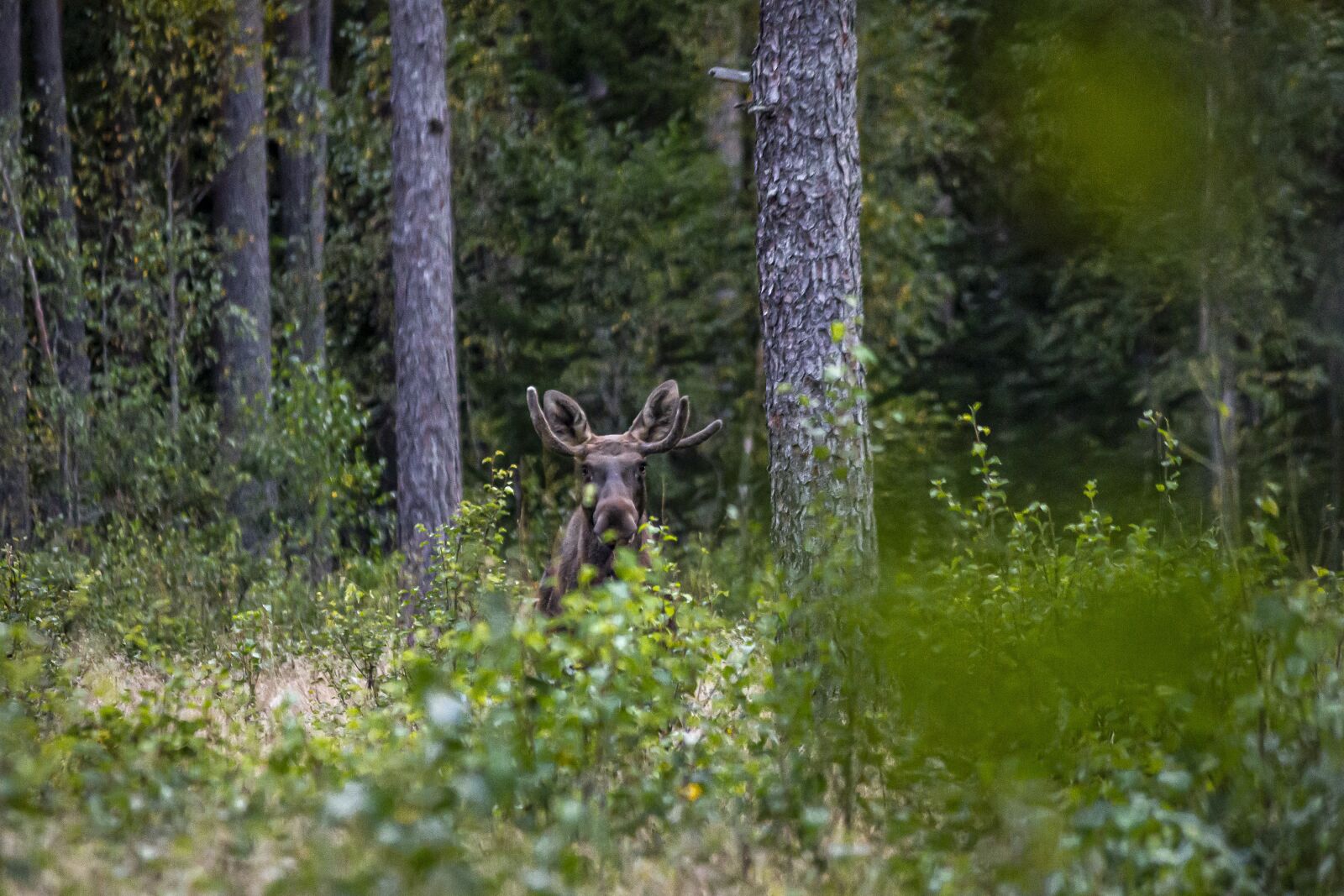 Canon EOS 550D (EOS Rebel T2i / EOS Kiss X4) sample photo. Elk, moose, nature photography