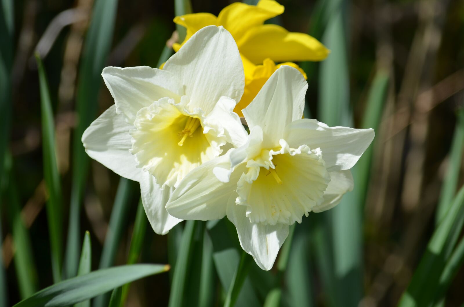 Nikon D5100 sample photo. Daffodil, narcissus, flower photography