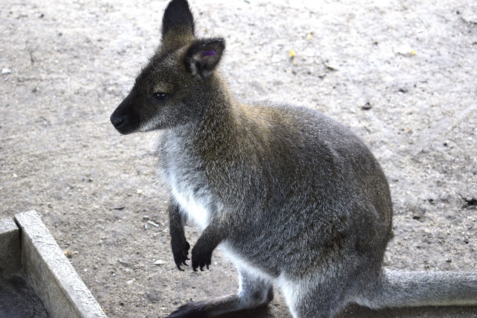 Nikon D3300 sample photo. Wallaby, animal, mammal photography