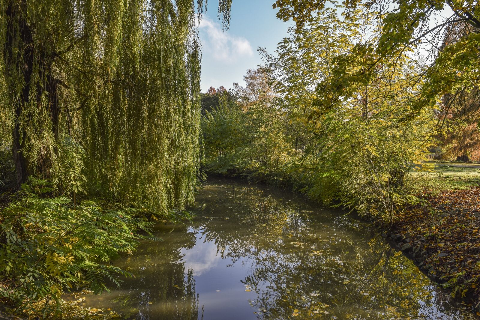Nikon D3300 sample photo. Forest, nature, autumn photography