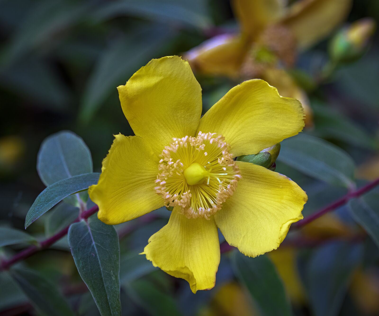 Sigma 100-400mm F5-6.3 DG OS HSM sample photo. Wildflower, yellow, petals photography