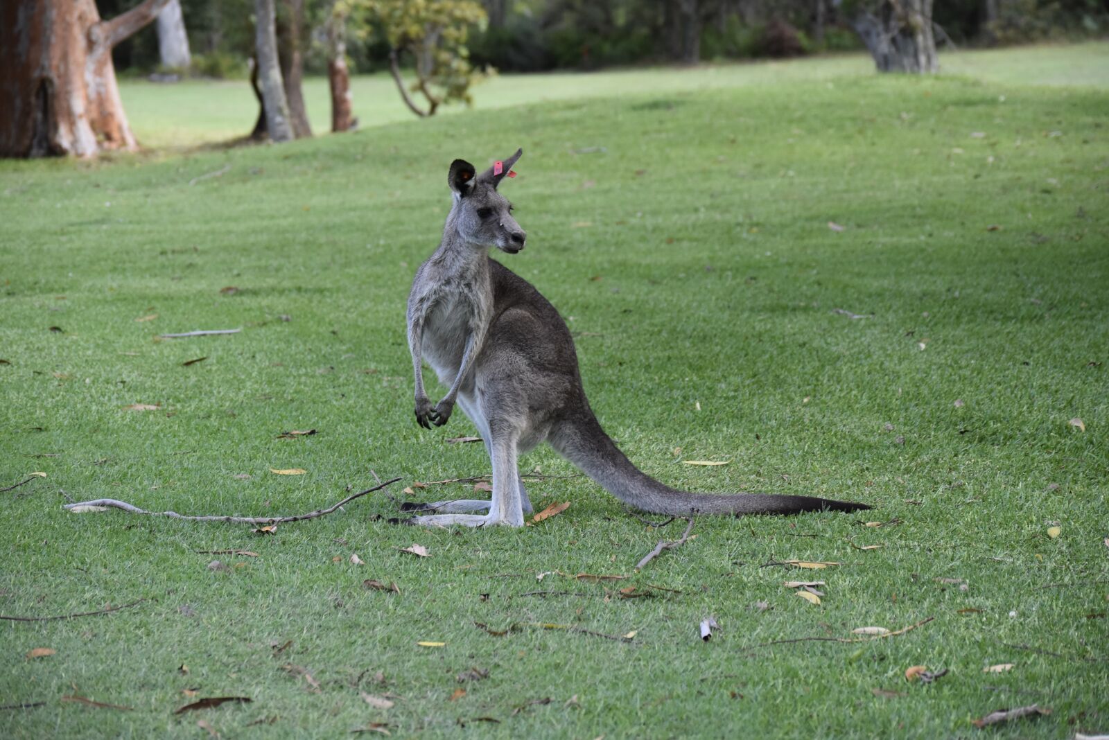 Nikon D5500 sample photo. Australia, nature, kangaroo photography