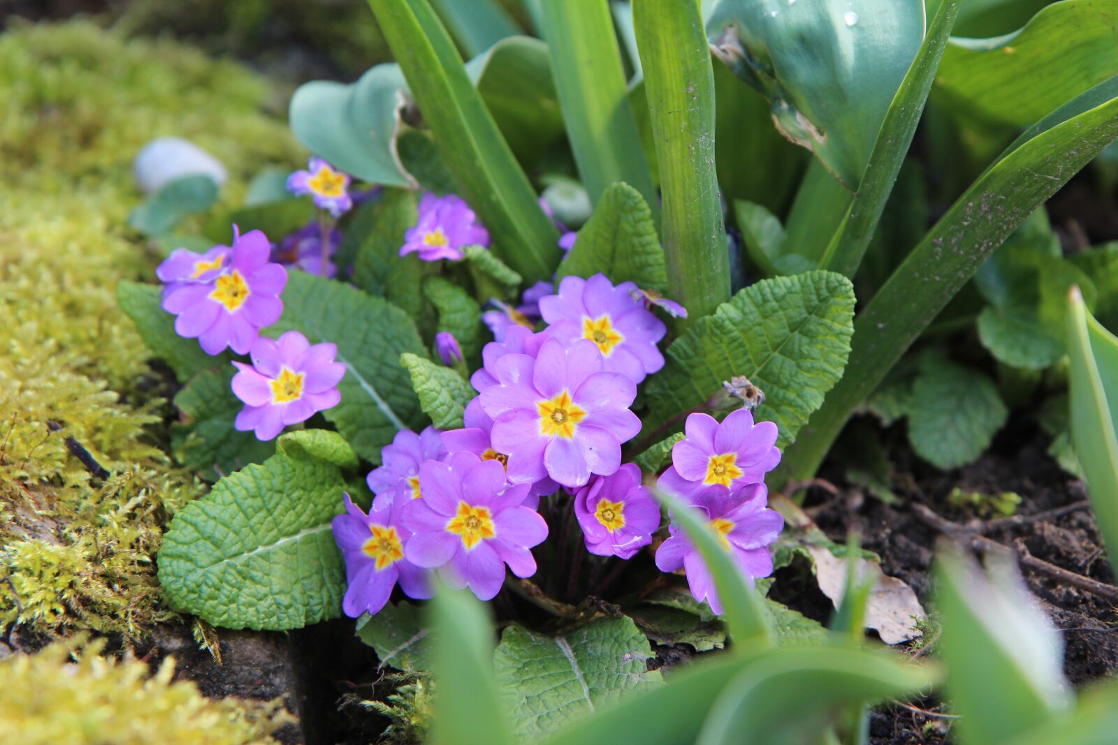 Canon EOS 600D (Rebel EOS T3i / EOS Kiss X5) sample photo. Primrose, purple flowers photography
