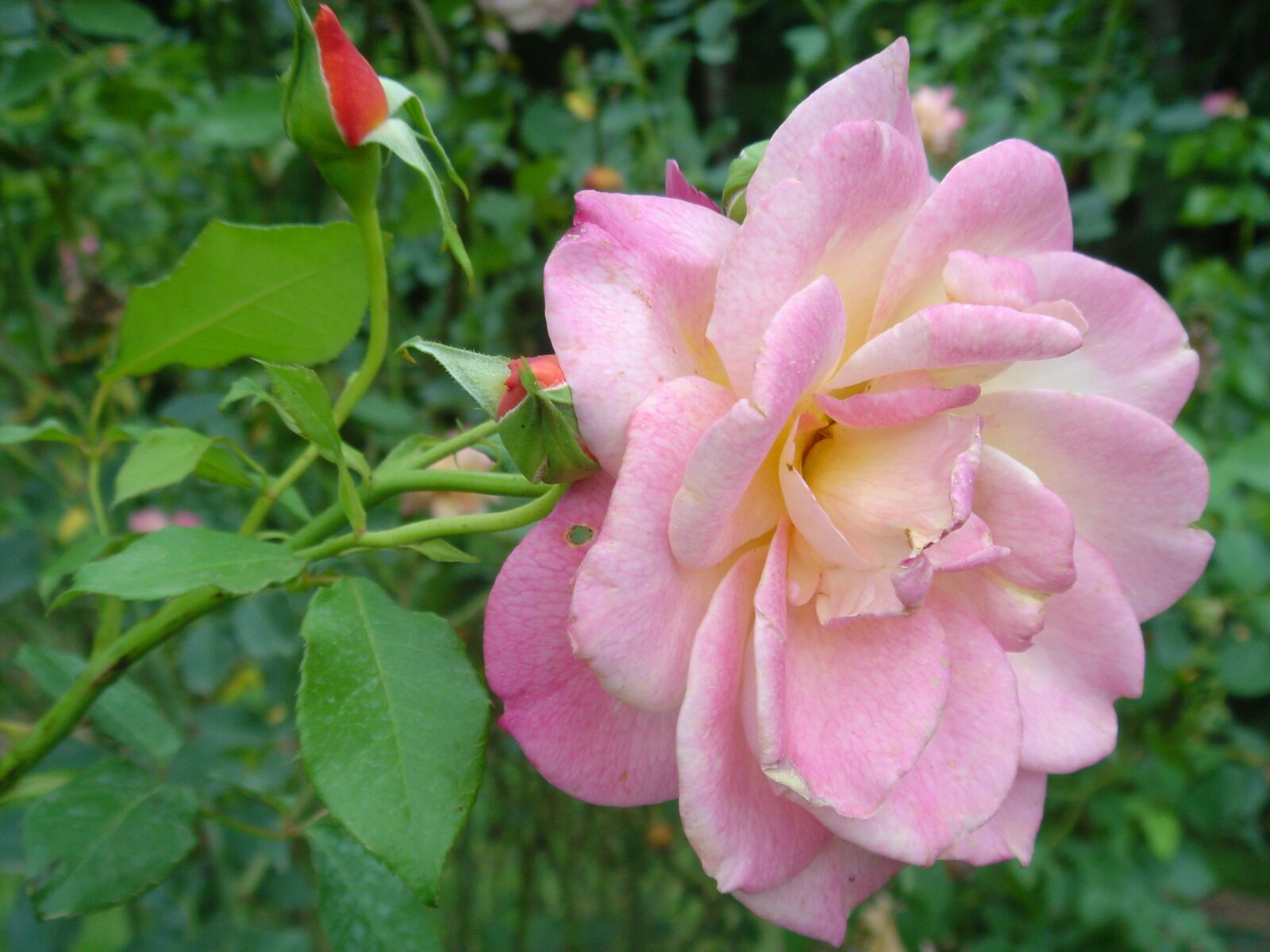 Sony DSC-T1 sample photo. "Rosa, flower, plant" photography