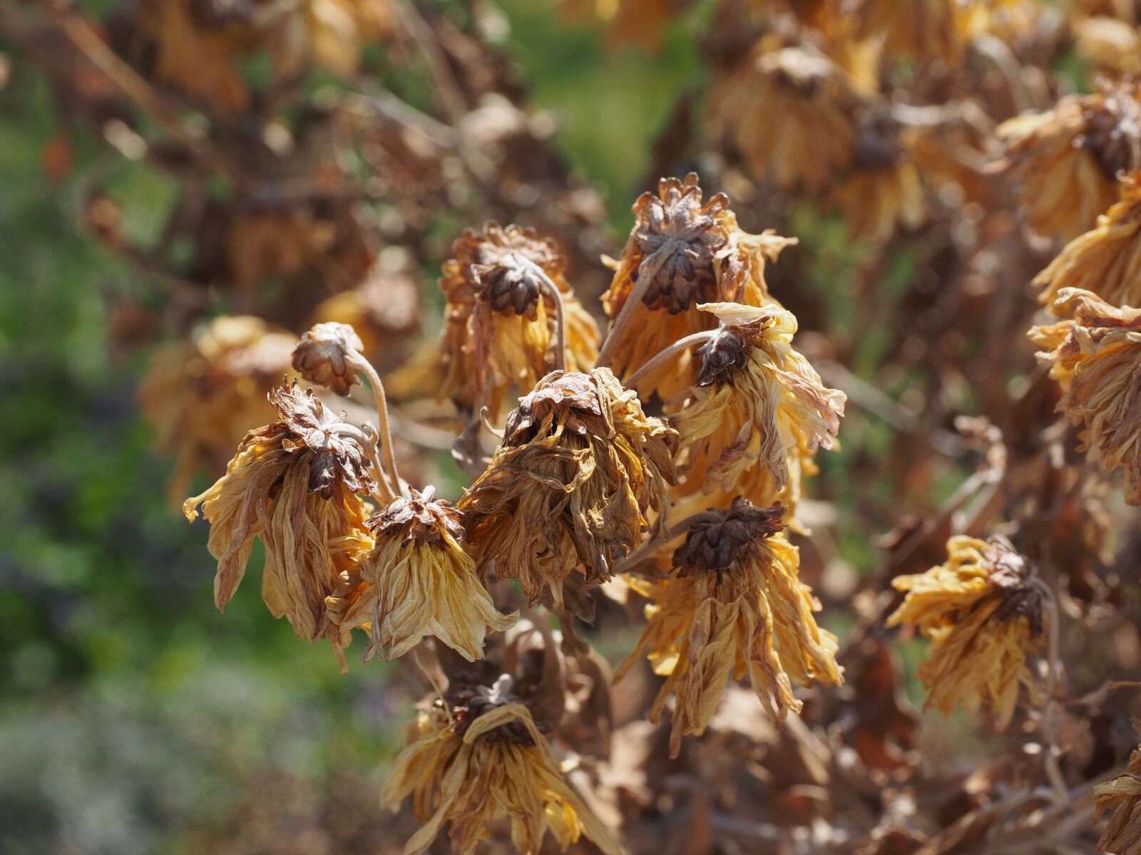 Olympus OM-D E-M1 + Olympus M.Zuiko Digital ED 12-40mm F2.8 Pro sample photo. Flowers, withered, dry photography