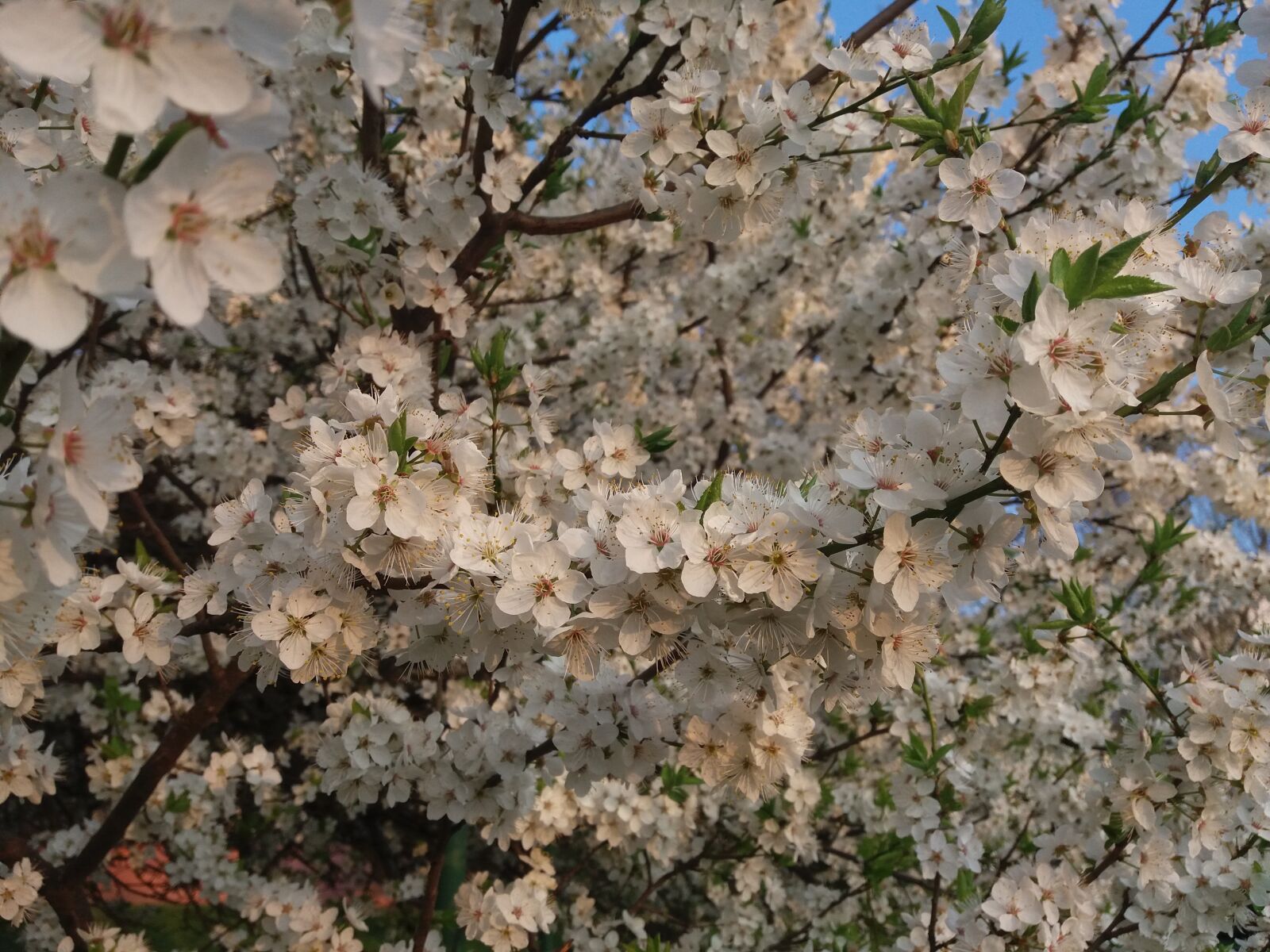 Samsung Galaxy J5 sample photo. Bily, tree, spring photography