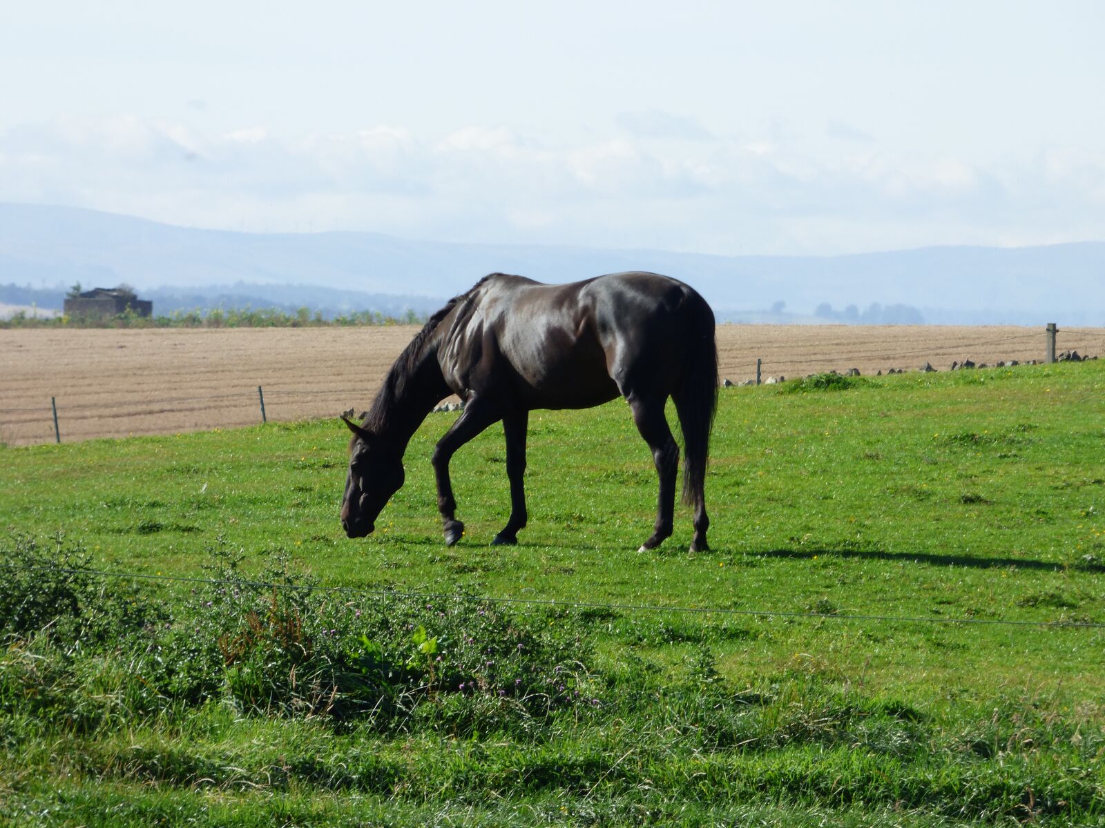 Panasonic Lumix DMC-FZ70 sample photo. Black, horse, nature photography