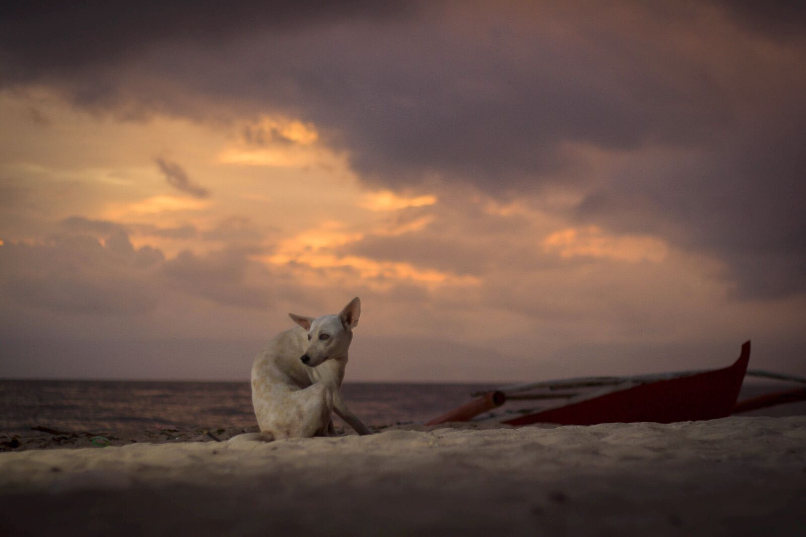 Canon EOS 30D sample photo. Dog, stray, sunset photography