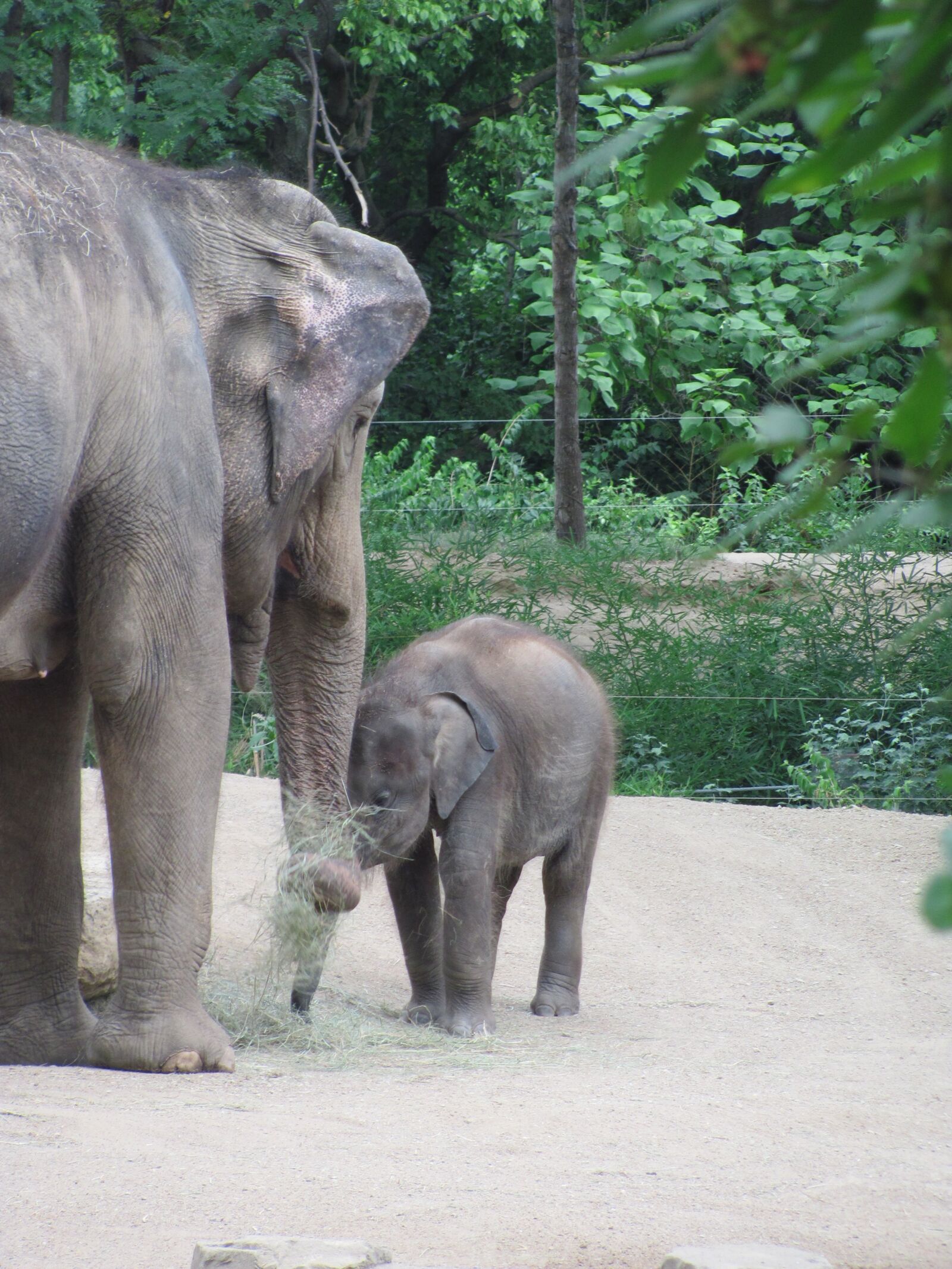 Canon PowerShot SX120 IS sample photo. Baby elephant, mother elephant photography