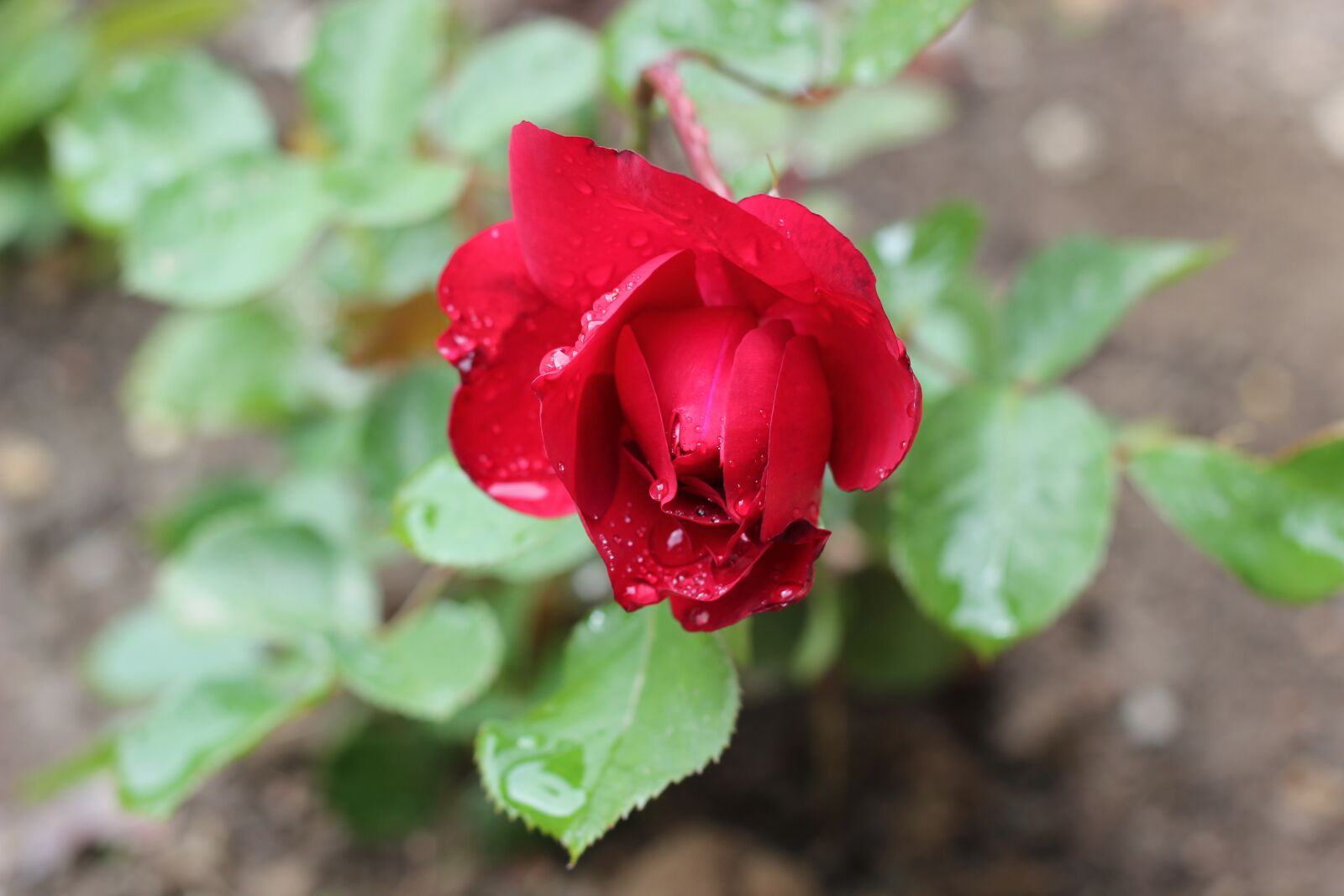 Canon EOS 550D (EOS Rebel T2i / EOS Kiss X4) sample photo. Red rose, after rain photography