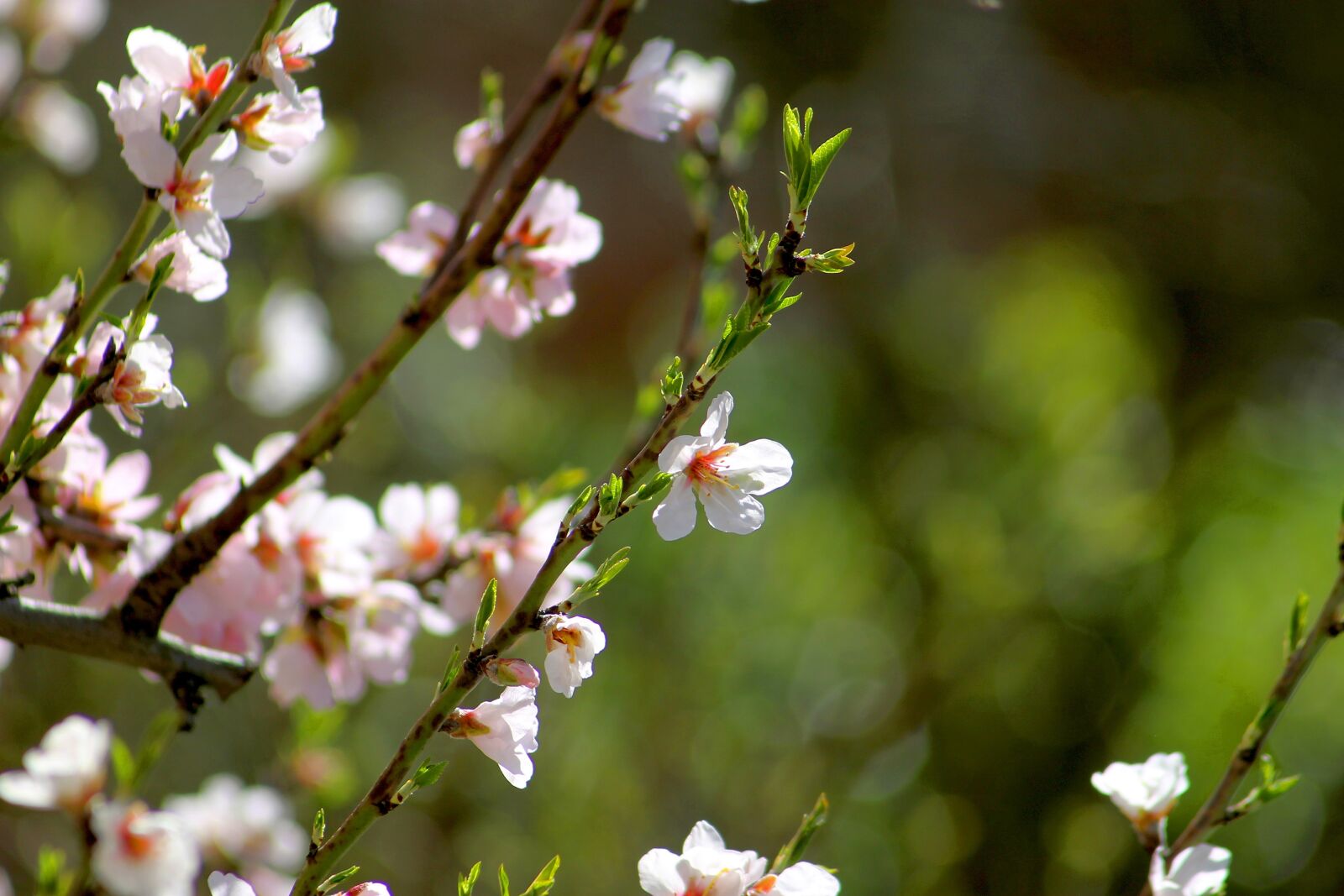 Canon EF 55-200mm F4.5-5.6 II USM sample photo. Spring, bloom, branch photography