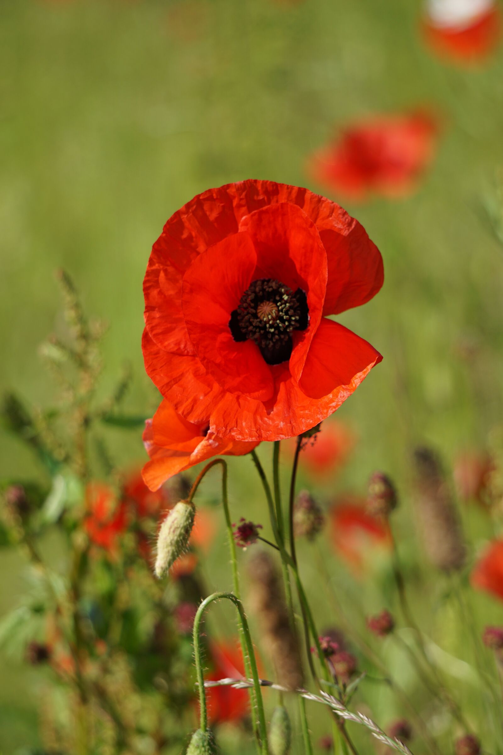 Sony E 55-210mm F4.5-6.3 OSS sample photo. Poppy, blossom, bloom photography