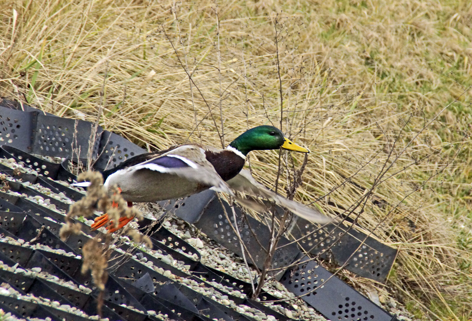 Sony SLT-A65 (SLT-A65V) + Sony DT 18-200mm F3.5-6.3 sample photo. Bird, departing, drake, duck photography