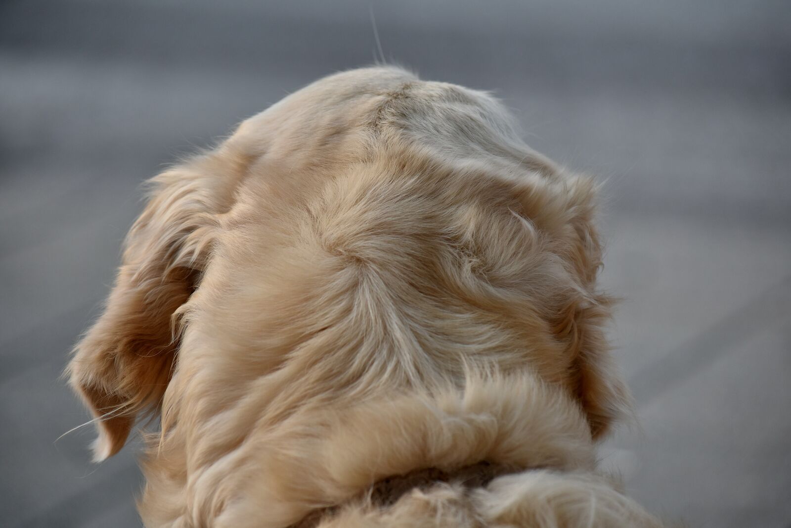 Nikon D5500 sample photo. Animal, fur, portrait, hunting photography