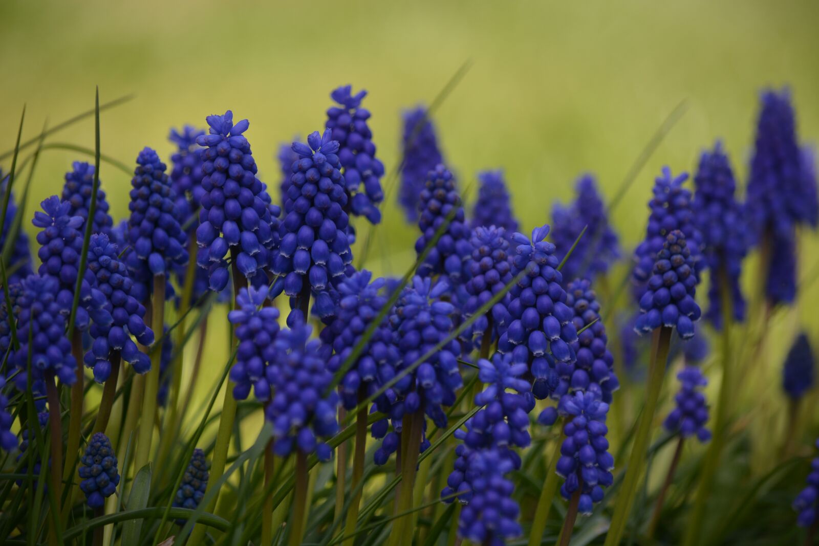 Nikon D7100 sample photo. Nature, plant, hyacinth photography