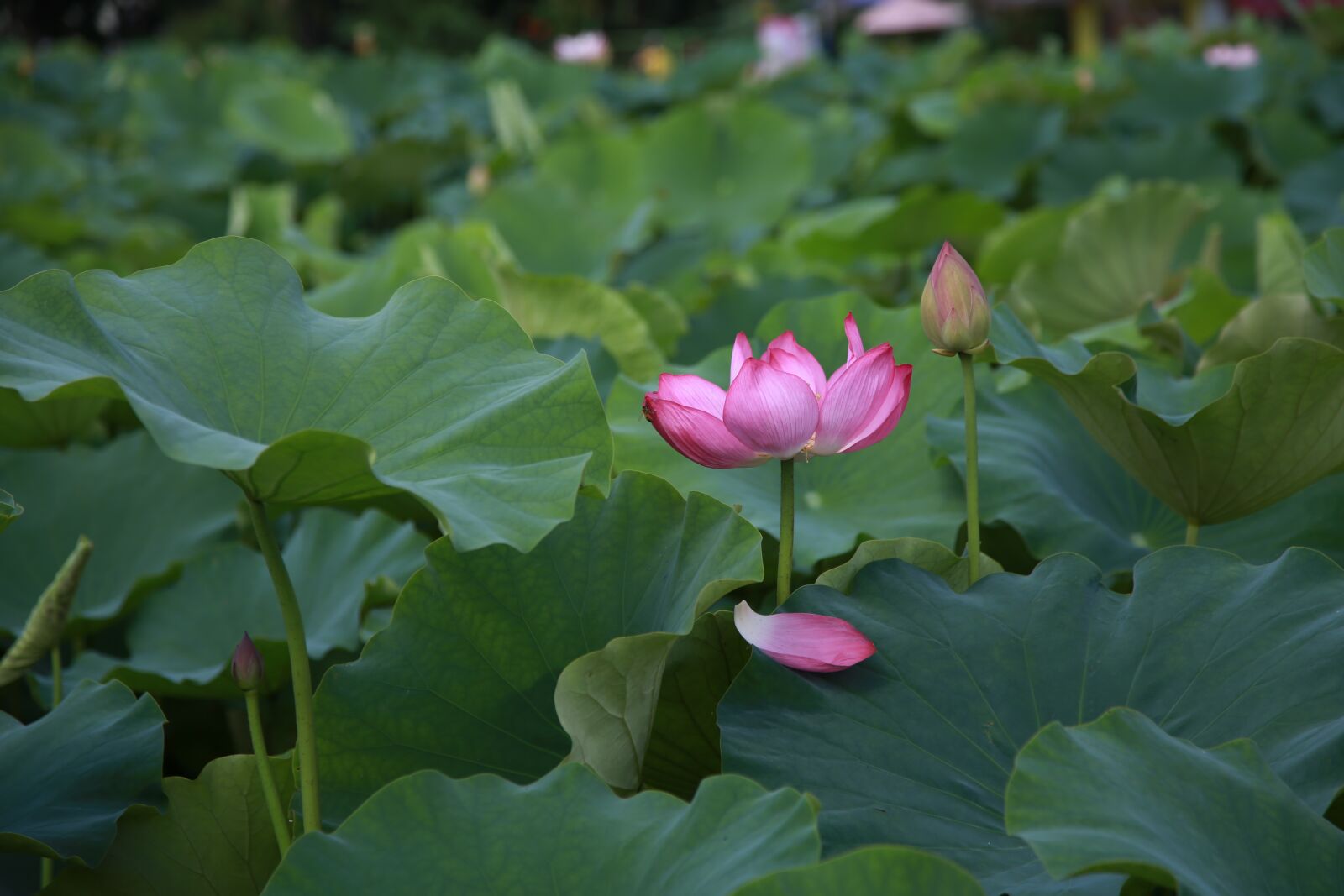 Canon EOS 6D + Canon EF 24-105mm F4L IS USM sample photo. Lotus, flowers, water lilies photography