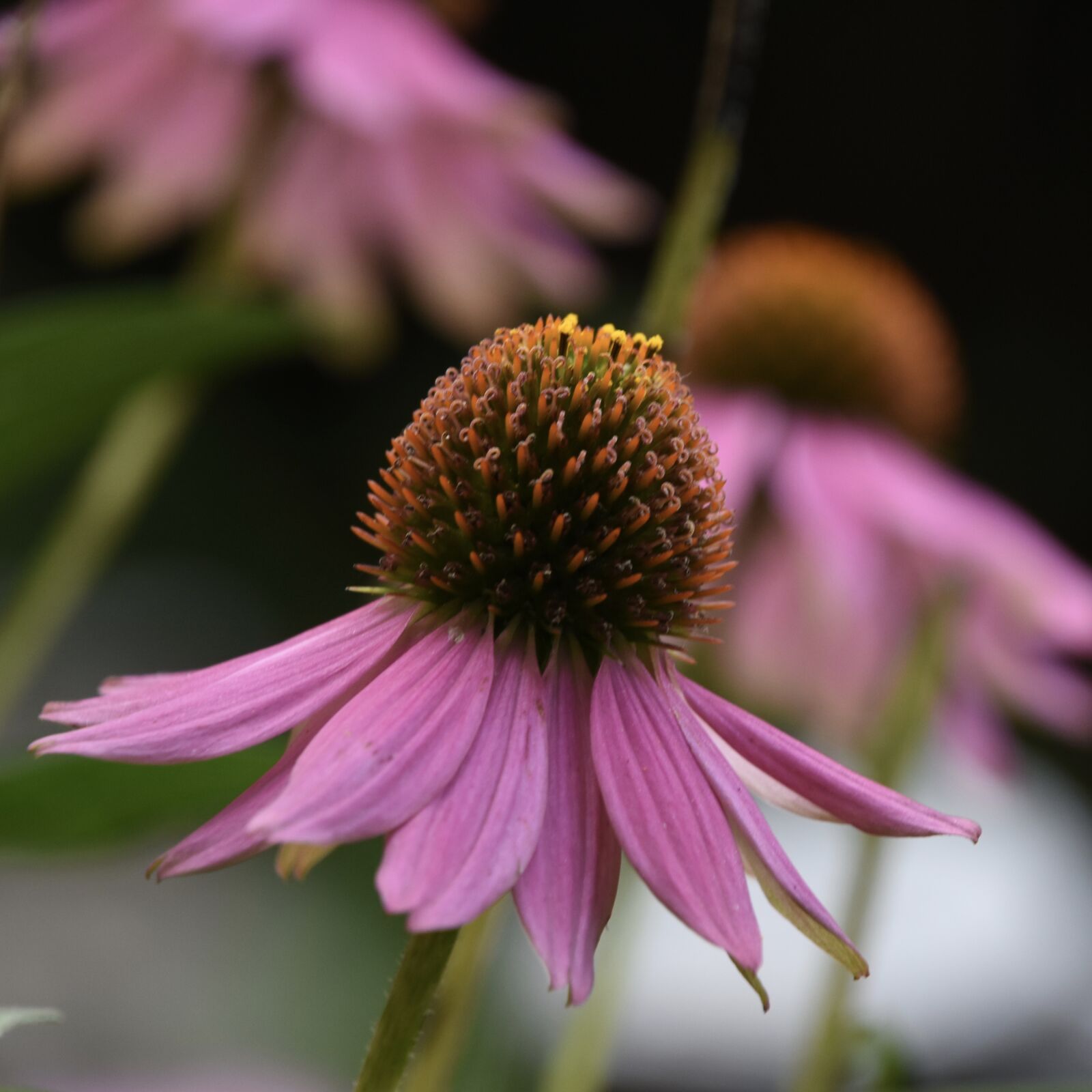 Nikon D7200 sample photo. Flower, pink, close-up photography