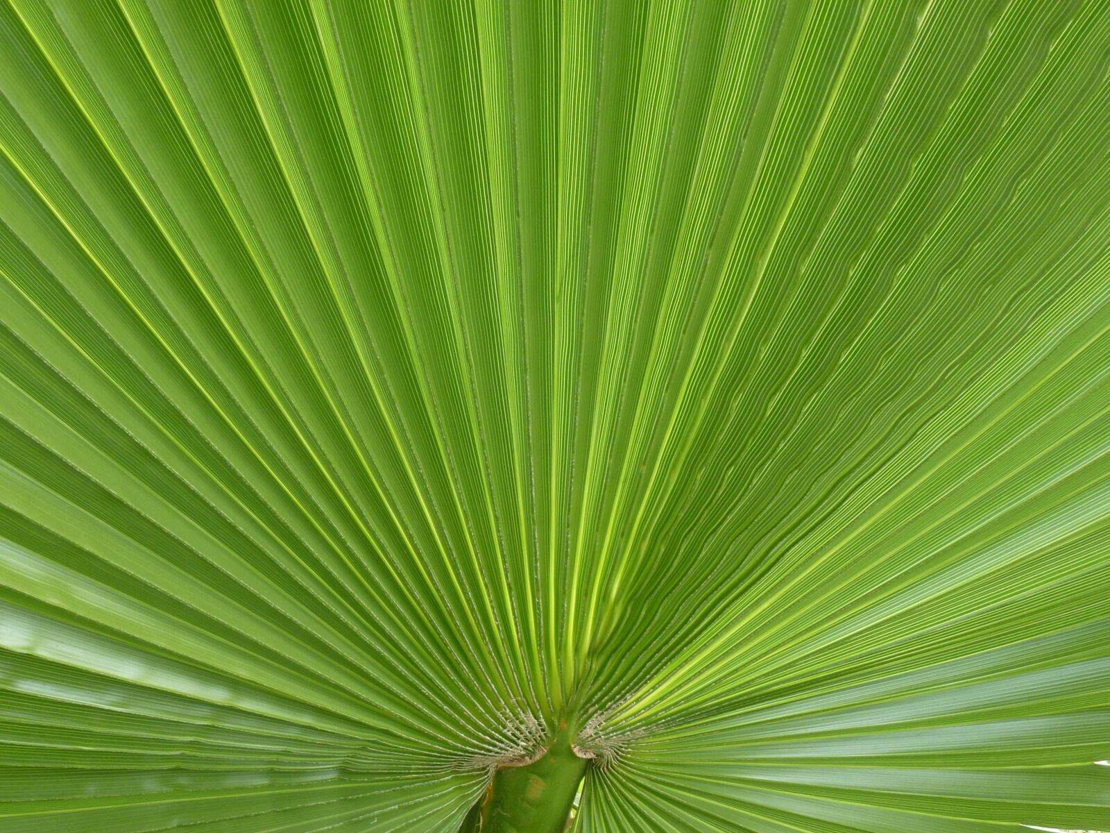 Leica V-Lux 30 / Panasonic Lumix DMC-TZ22 sample photo. Palm, james, palm leaf photography