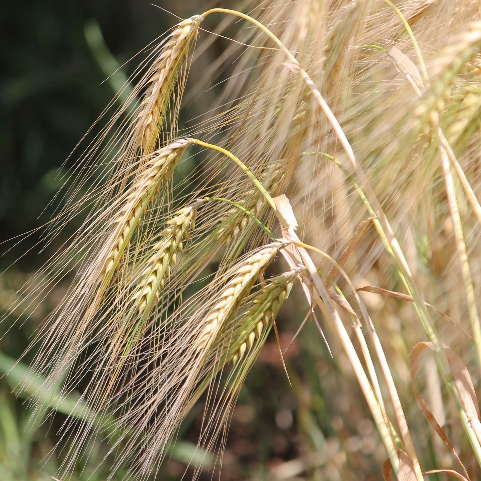 Canon EF-S 55-250mm F4-5.6 IS II sample photo. Spike, cereals, cornfield photography