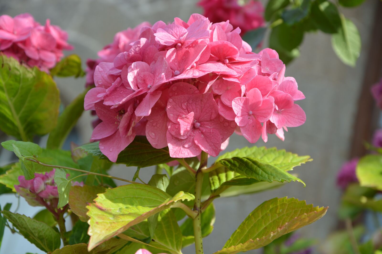 Nikon D5200 sample photo. Flower hydrangea, dark pink photography