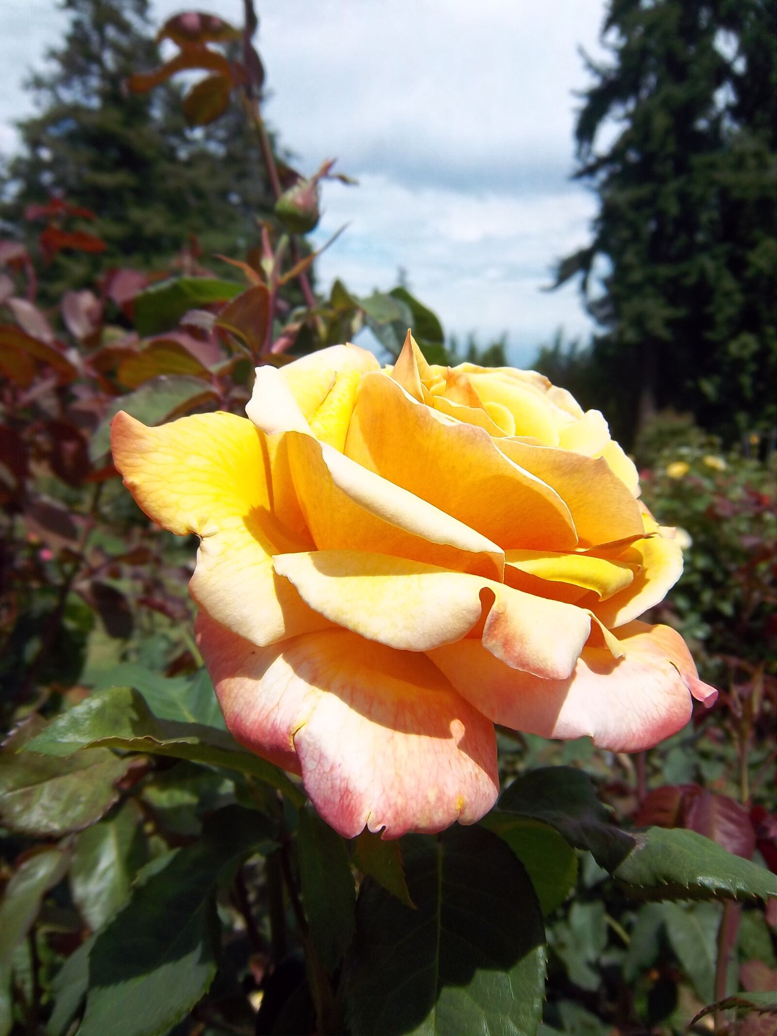 Kodak EasyShare M550 sample photo. Rose, flower, portland photography