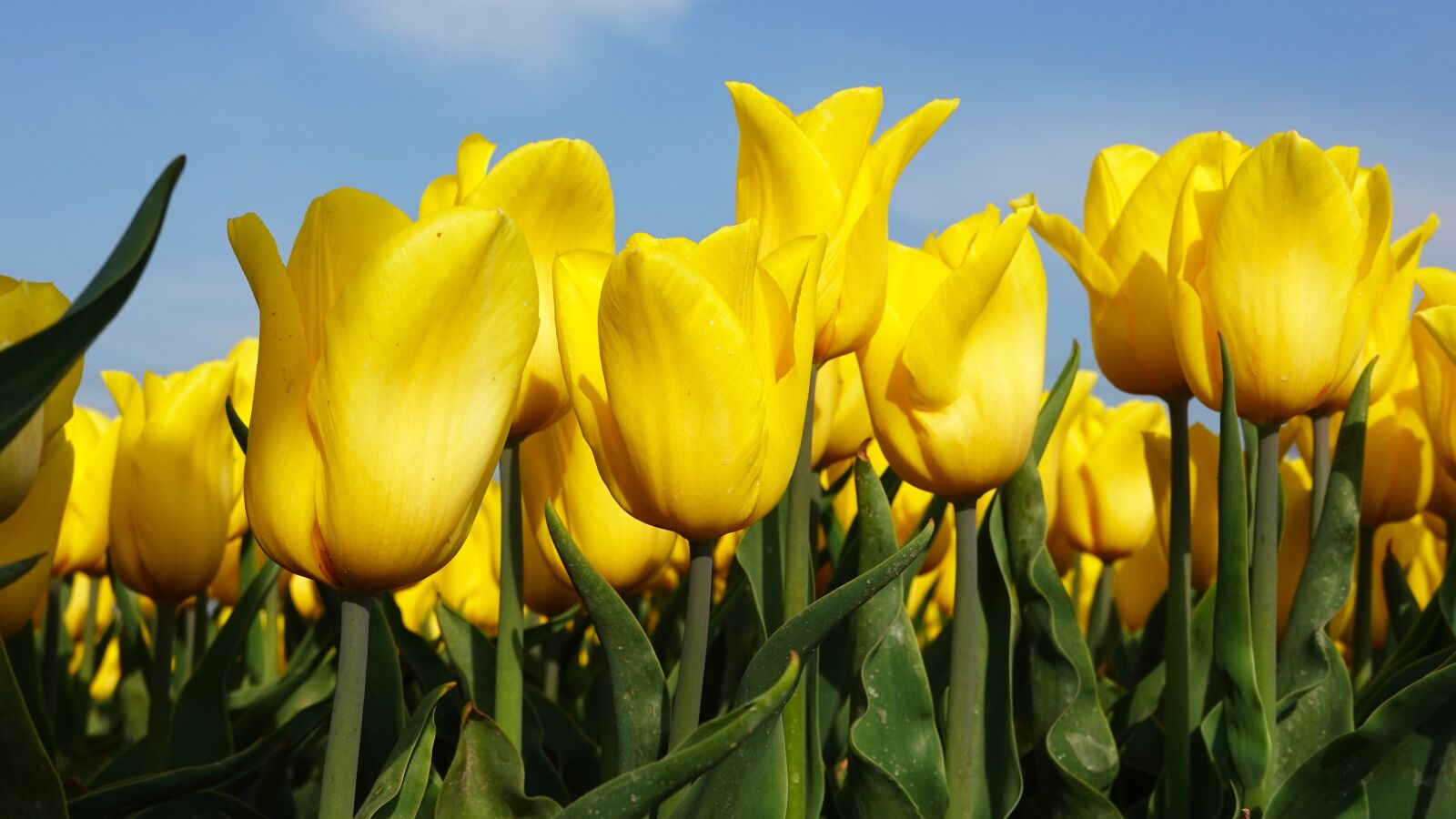 Sony Cyber-shot DSC-RX100 VI sample photo. Tulips, yellow, tulip fields photography